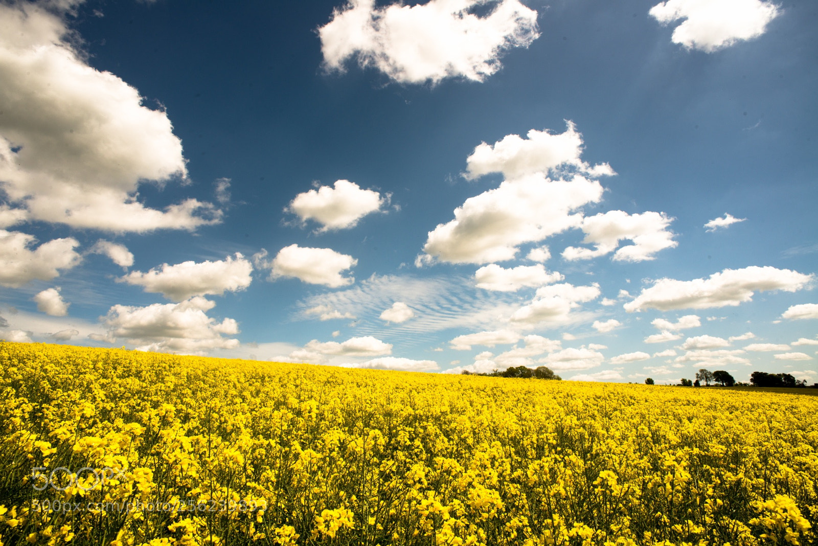 Nikon D800 sample photo. Canola fields england photography