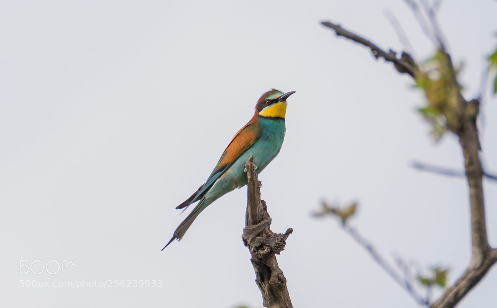 Nikon D610 sample photo. Bee eater photography