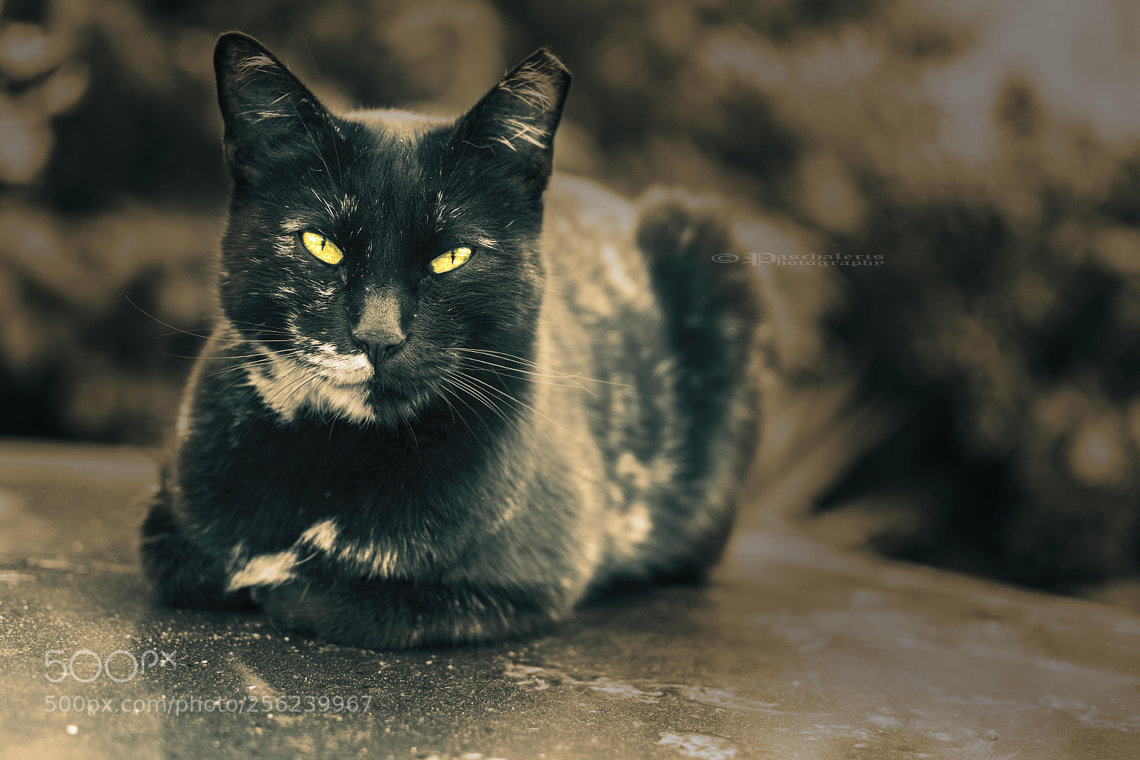 Nikon D3300 sample photo. Cat's eye photography