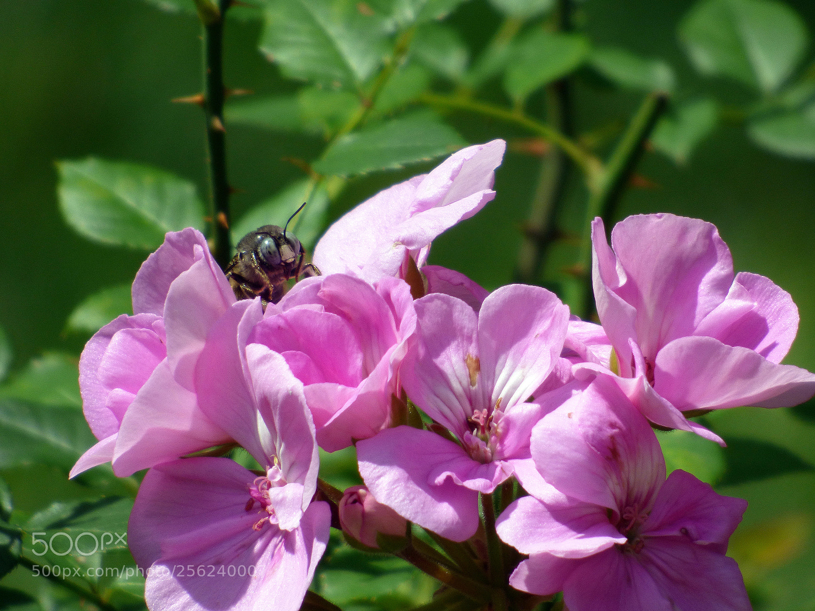 Panasonic Lumix DMC-FZ70 sample photo. Carpenter bee photography