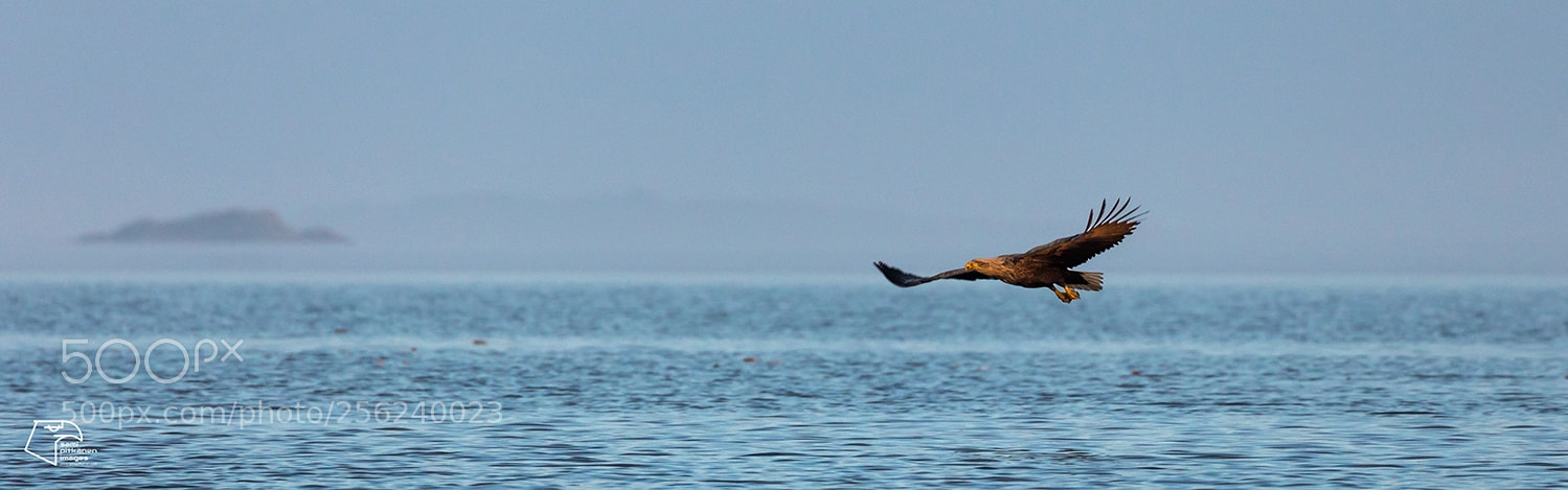 Canon EOS 5D Mark IV sample photo. Sea eagle photography