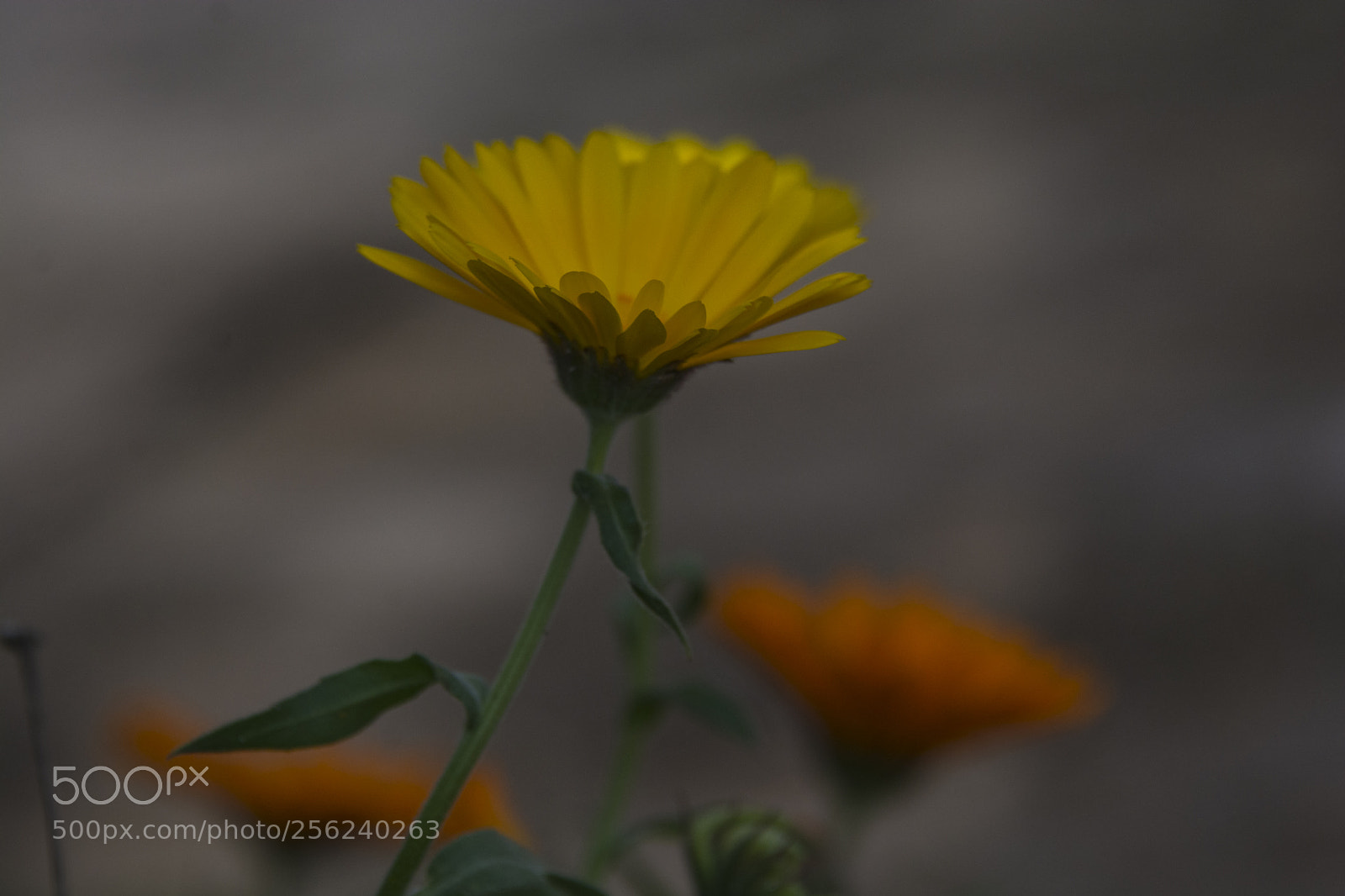 Nikon D7100 sample photo. Jpg photography