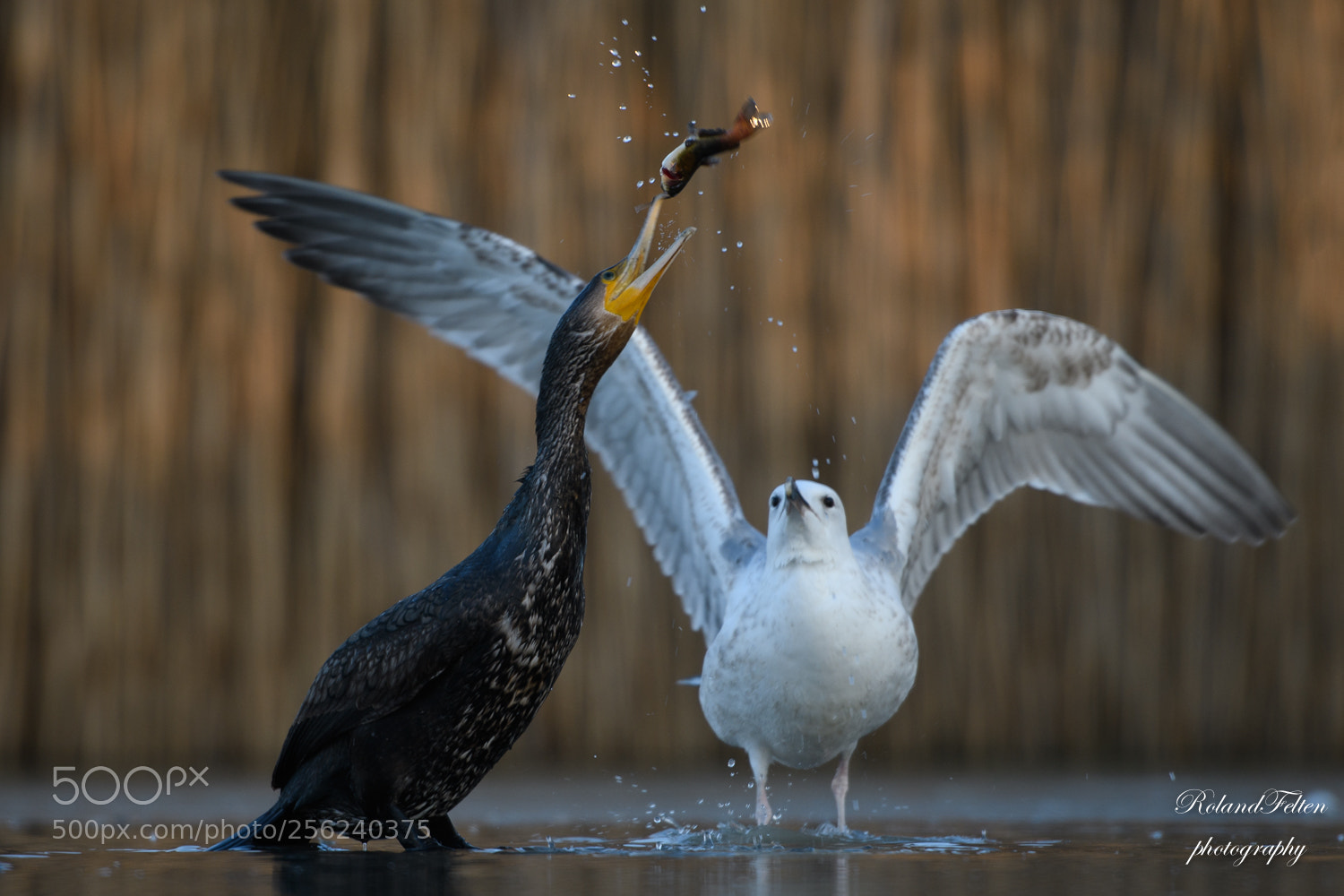 Nikon D500 sample photo. Juggling with a fish photography