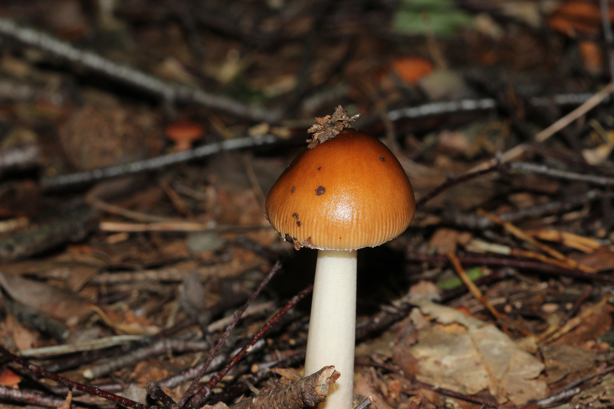 Canon EF 100mm F2.8 Macro USM sample photo. Img photography