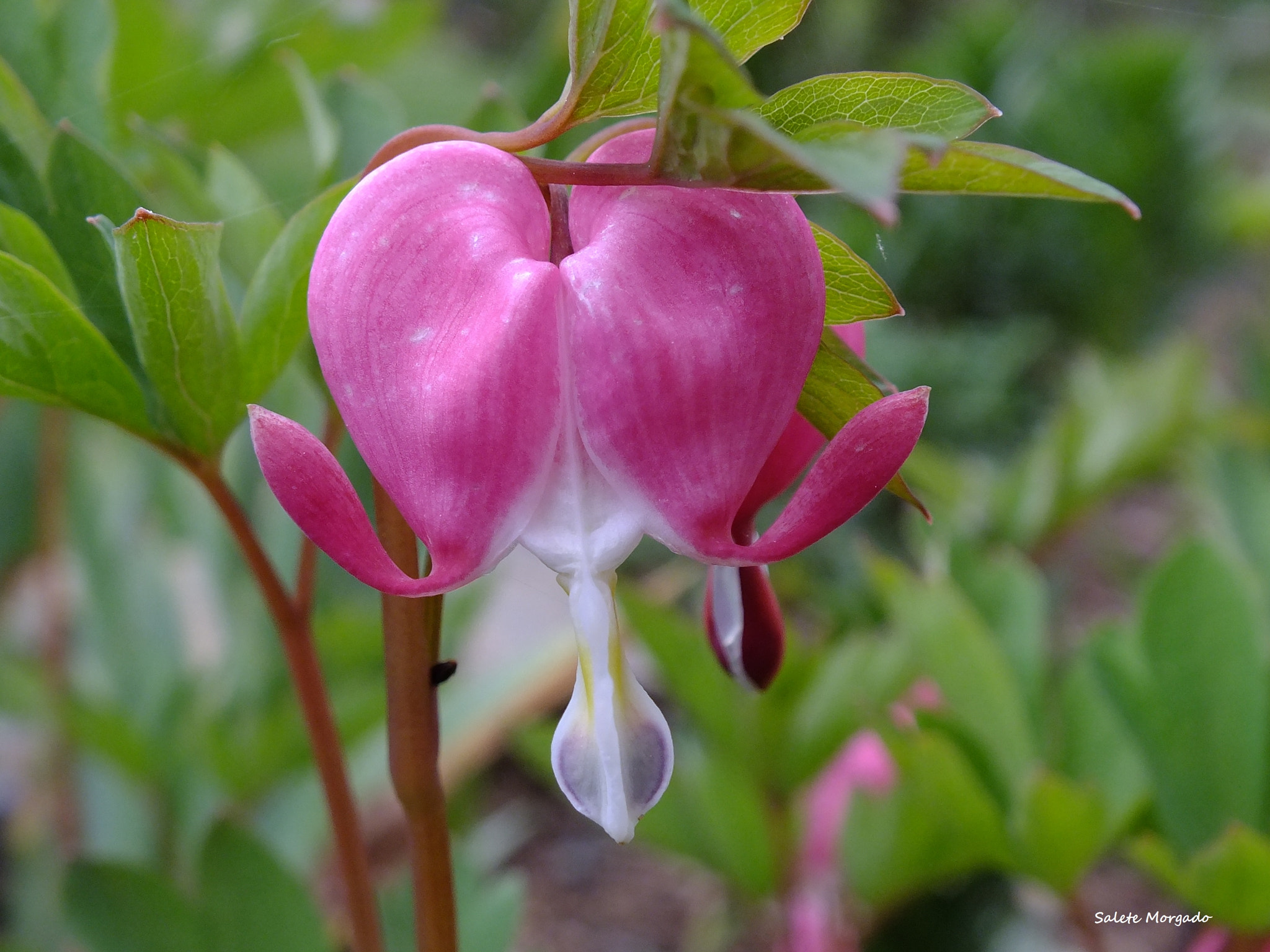 Fujifilm FinePix HS30EXR sample photo. Dicentra spectabilis photography