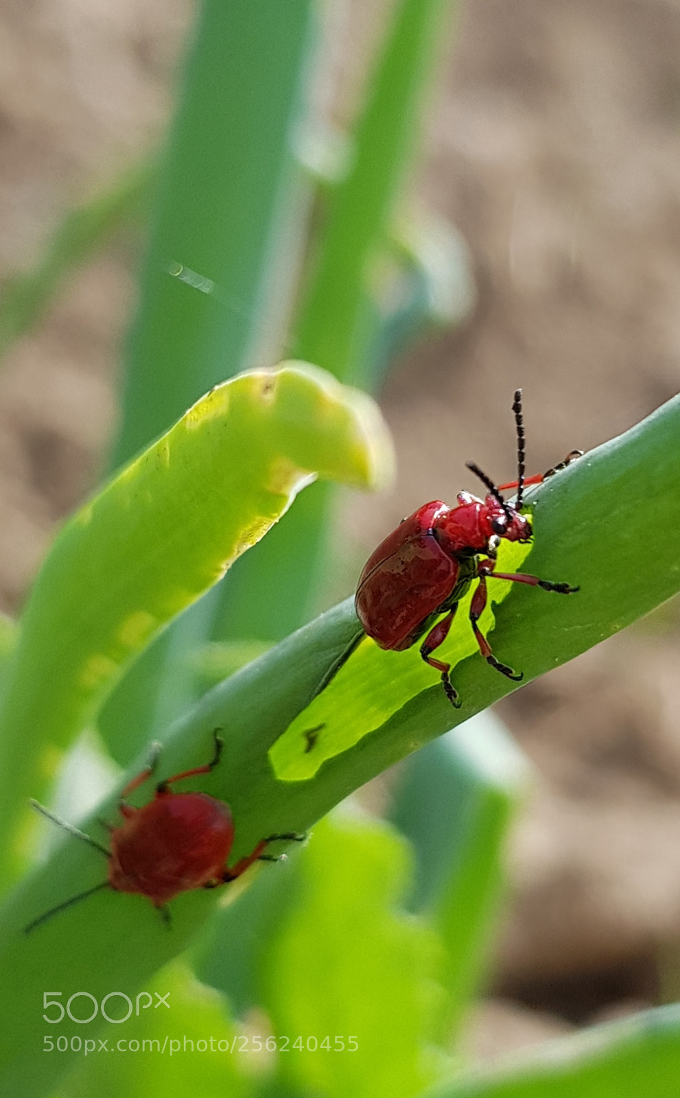 Samsung Galaxy S8 sample photo. 4 photography