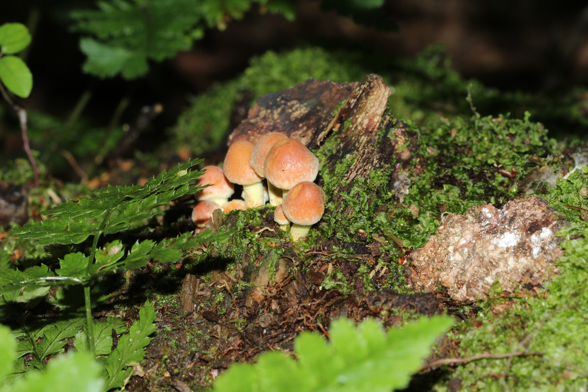 Canon EF 100mm F2.8 Macro USM sample photo. Img photography
