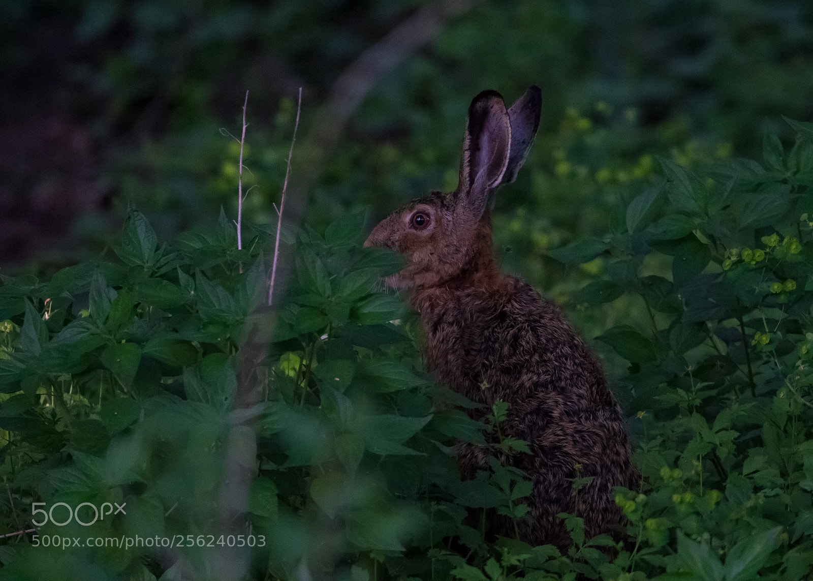 Canon EOS 7D Mark II sample photo. In the dark photography