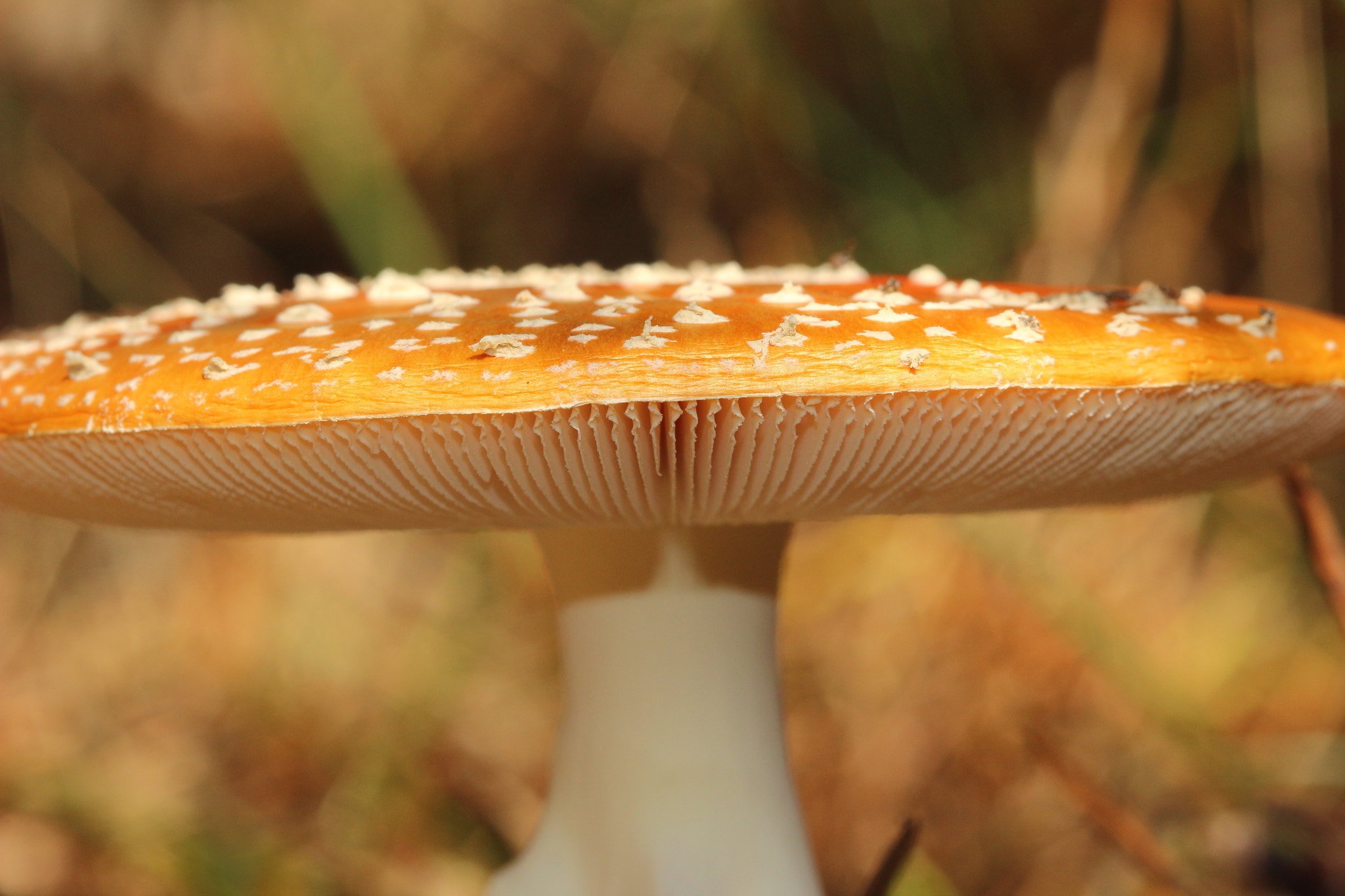 Canon EF 100mm F2.8 Macro USM sample photo. Img photography