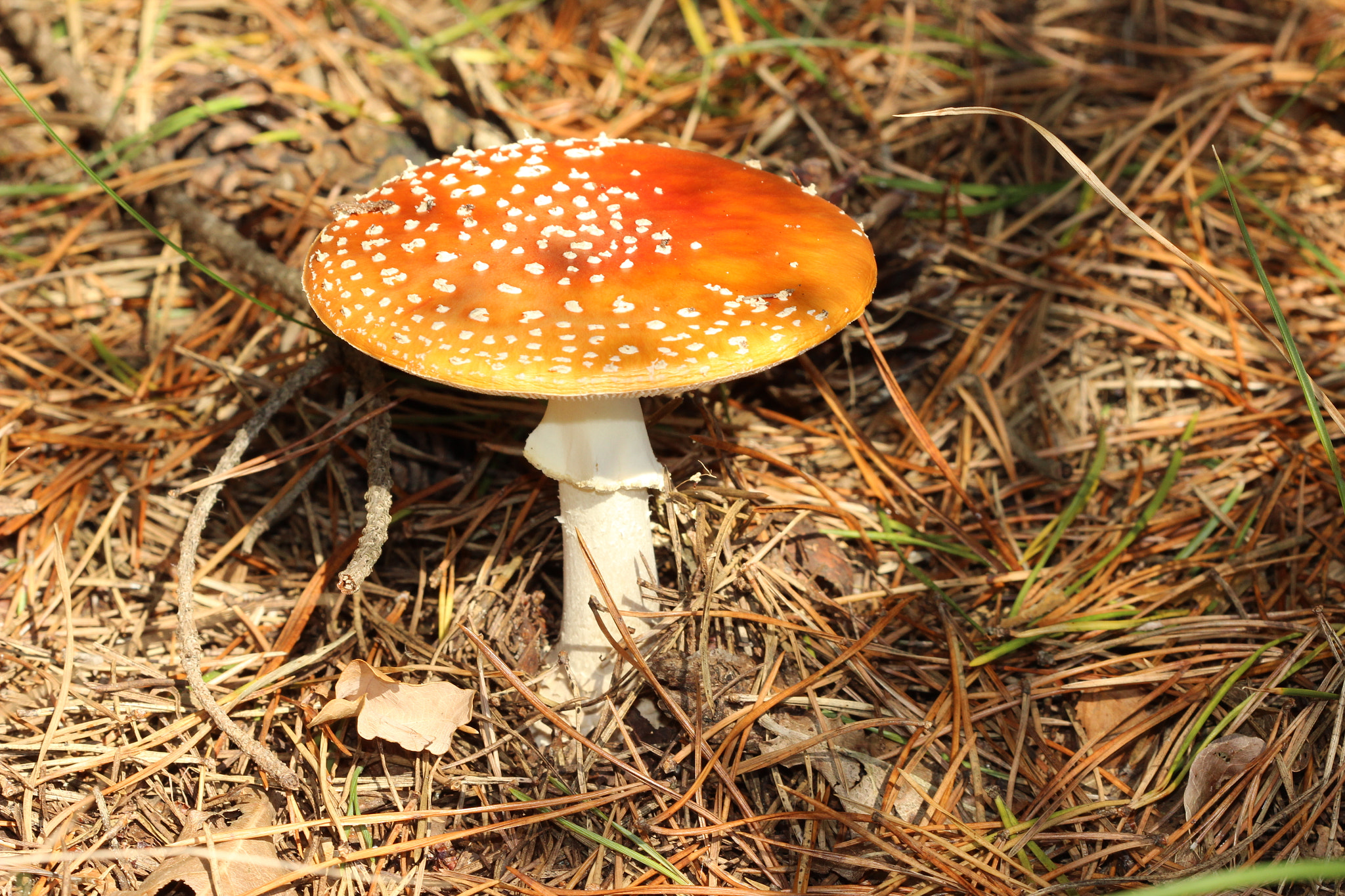 Canon EF 100mm F2.8 Macro USM sample photo. Img photography