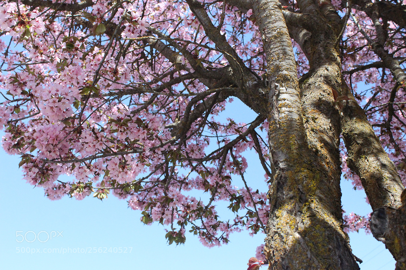 Canon EOS 1200D (EOS Rebel T5 / EOS Kiss X70 / EOS Hi) sample photo. Spring vibes photography