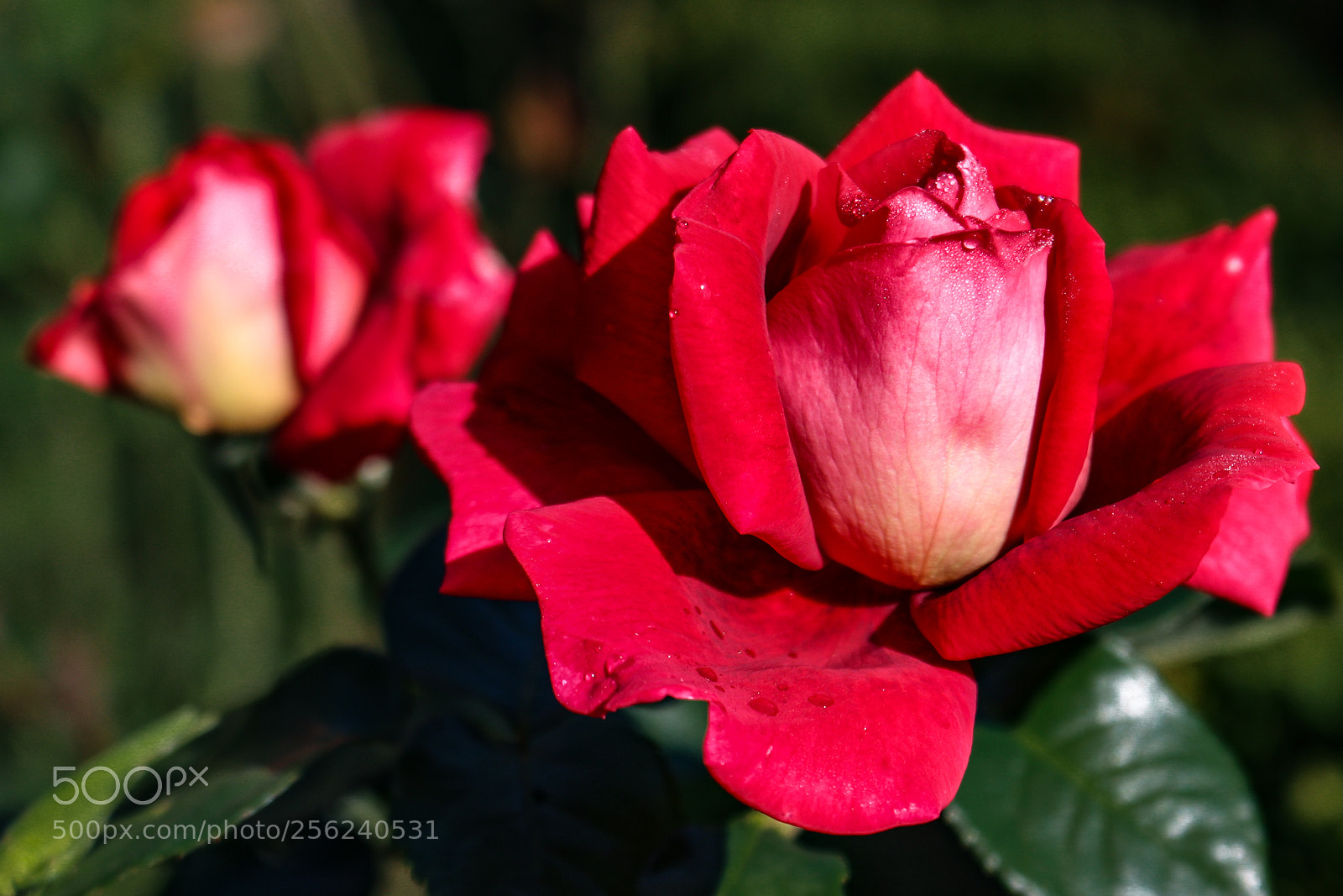 Canon EOS 80D sample photo. Rose photography