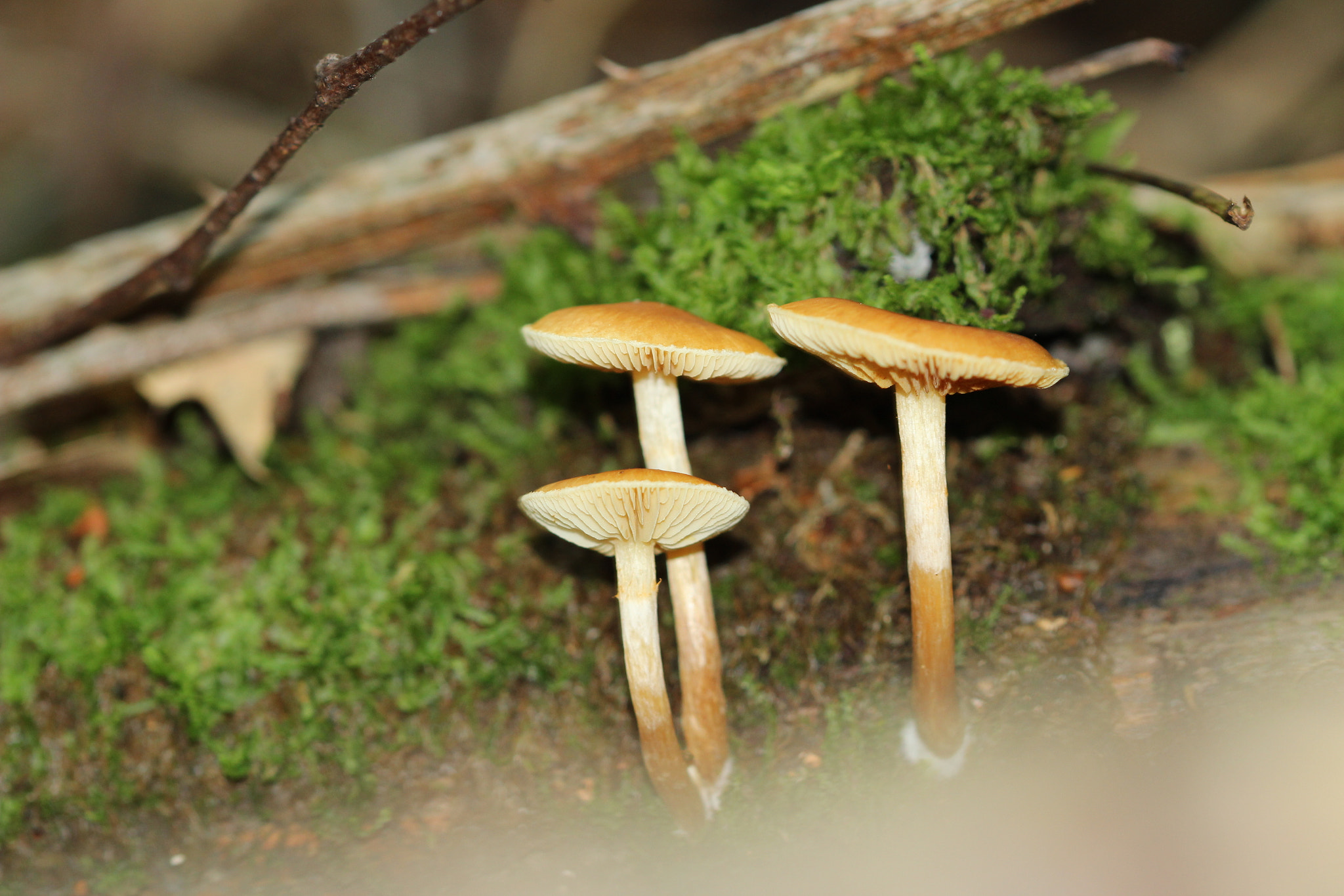 Canon EF 100mm F2.8 Macro USM sample photo. Img photography
