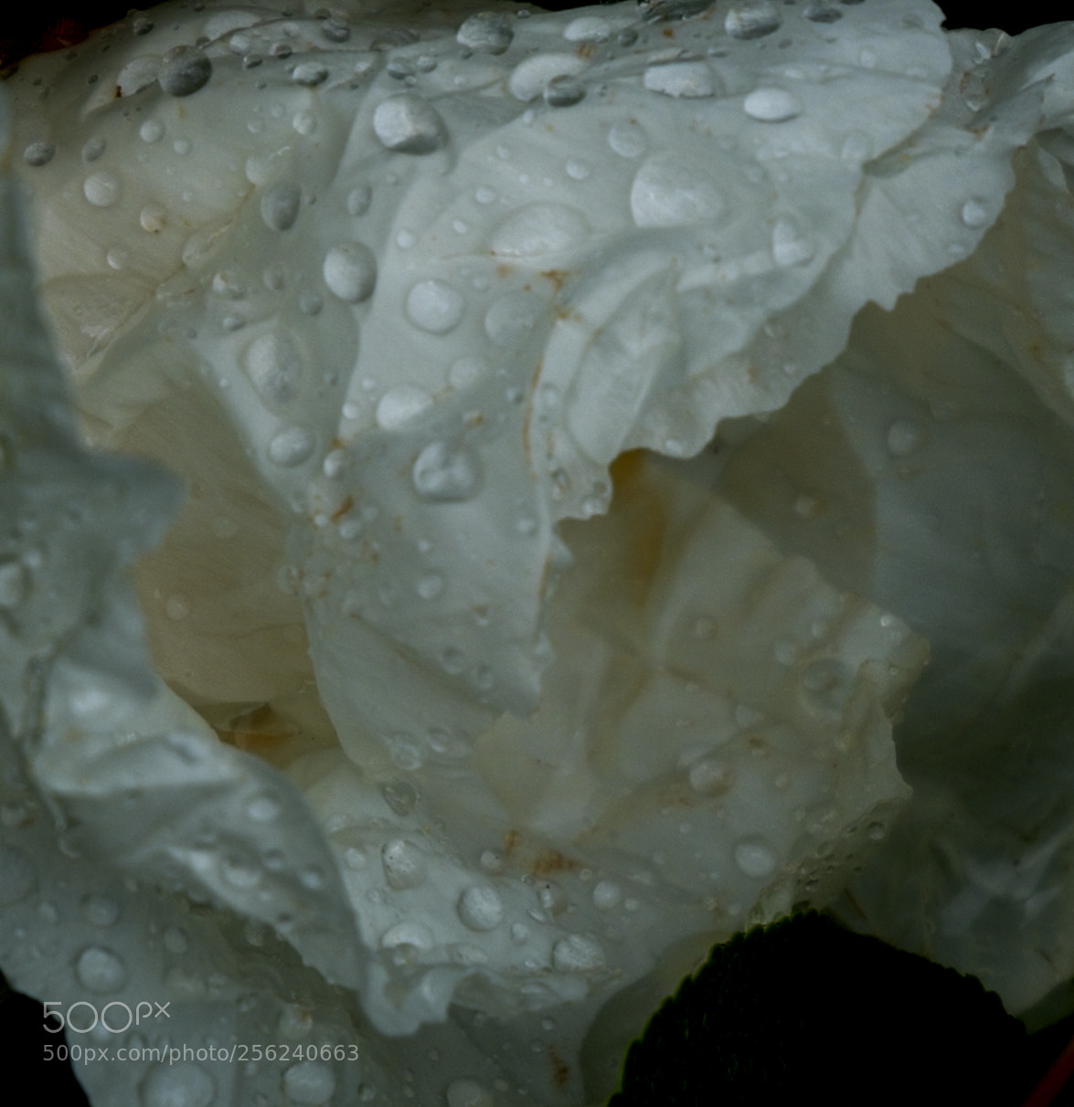 Fujifilm X-M1 sample photo. Seda y agua photography