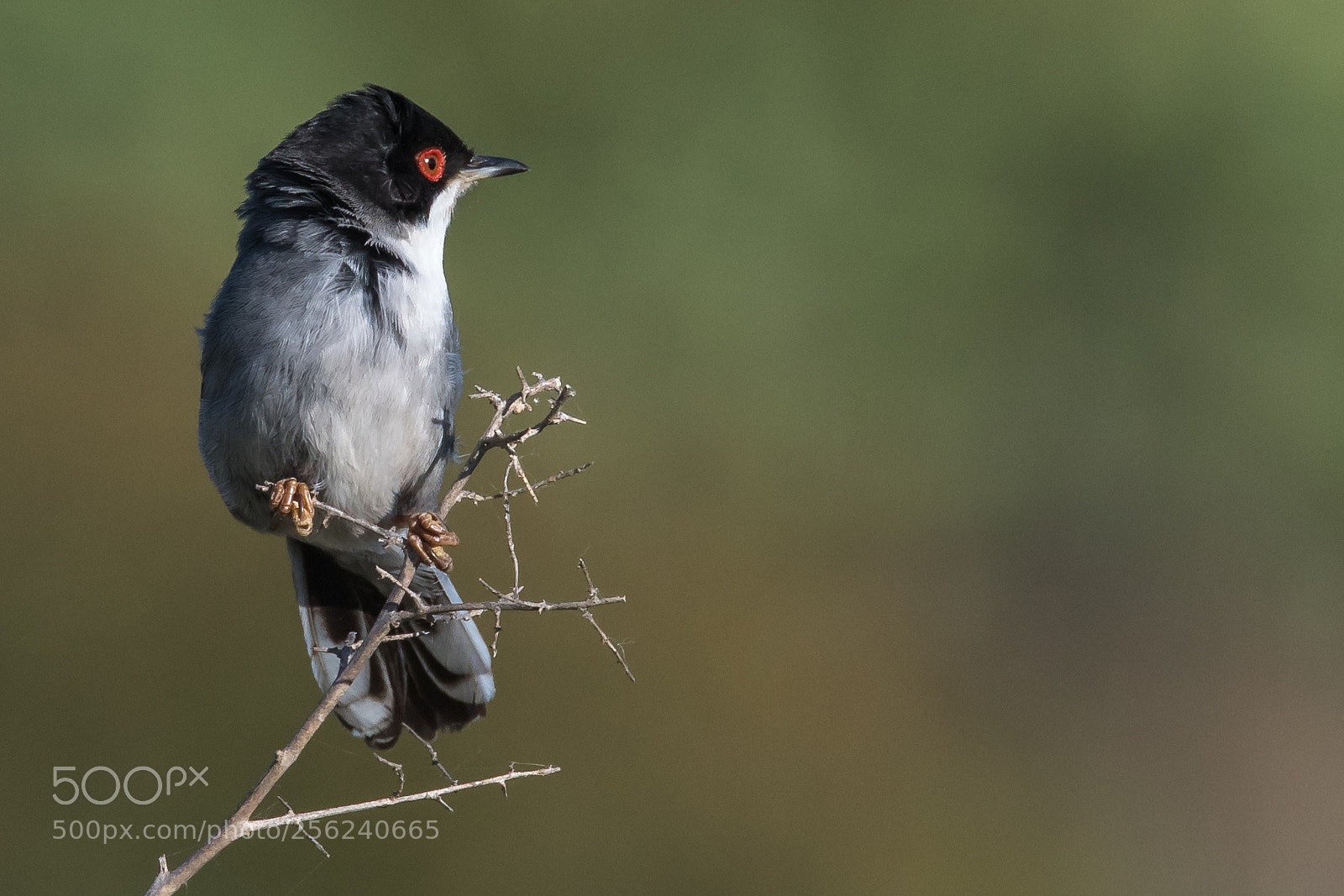Nikon D500 sample photo. Sardinian warbler photography