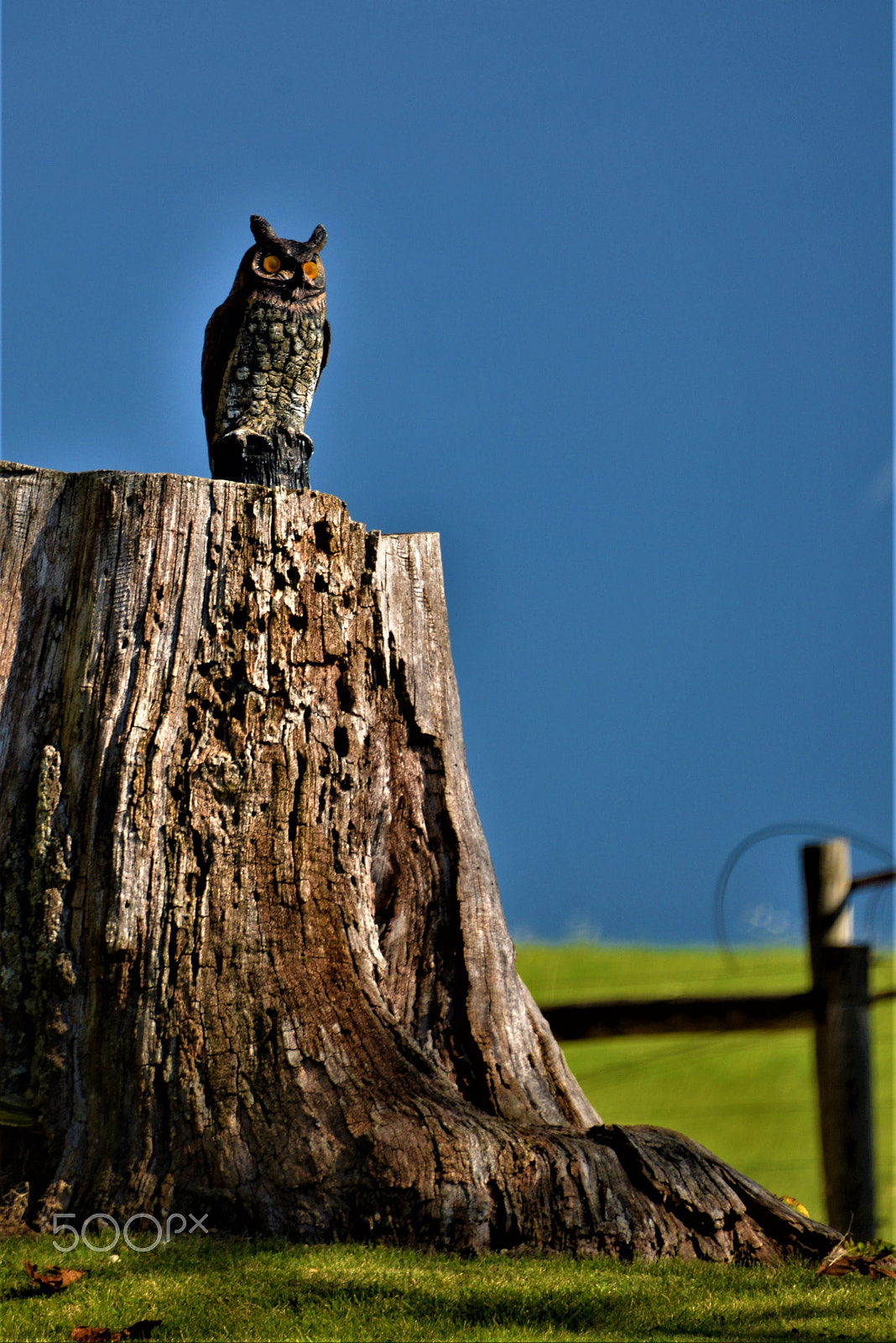 Nikon D610 sample photo. Owl sees all photography
