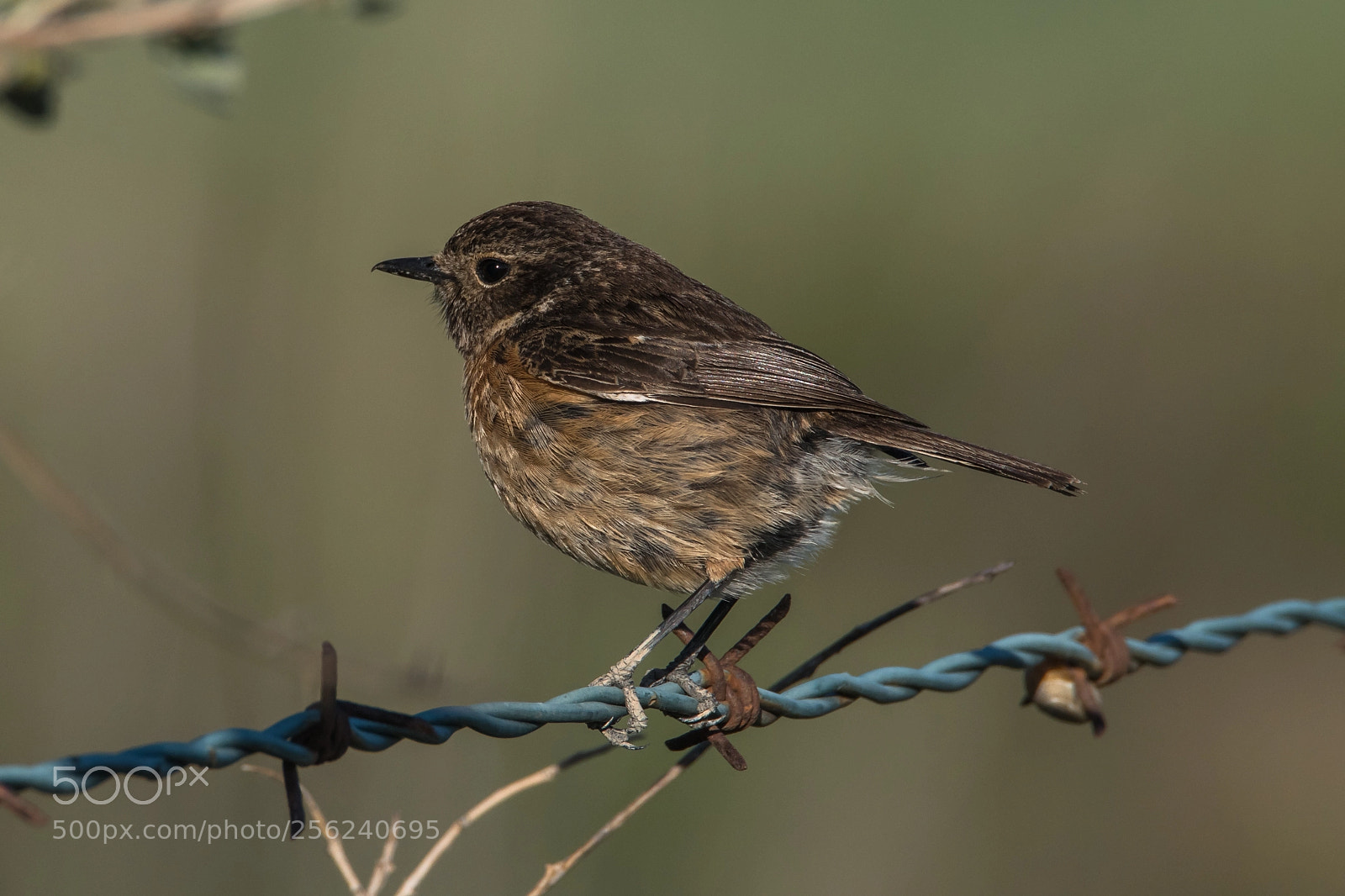 Nikon D500 sample photo. Bird 2 photography