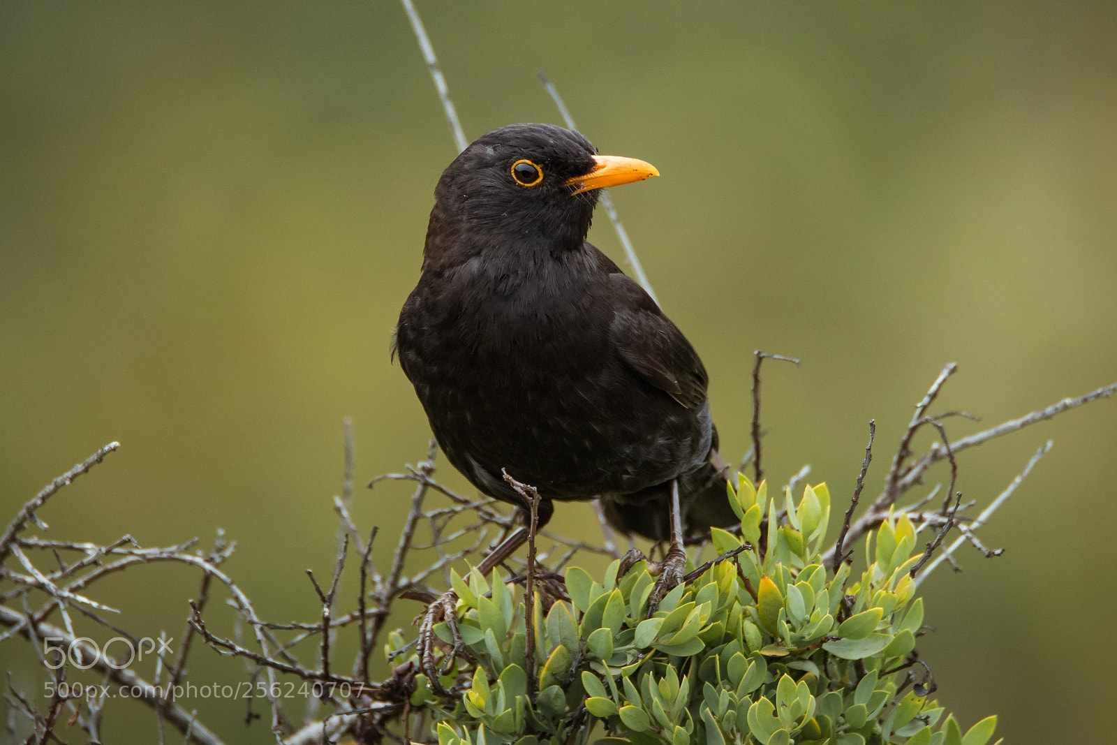 Nikon D500 sample photo. Bird 3 photography