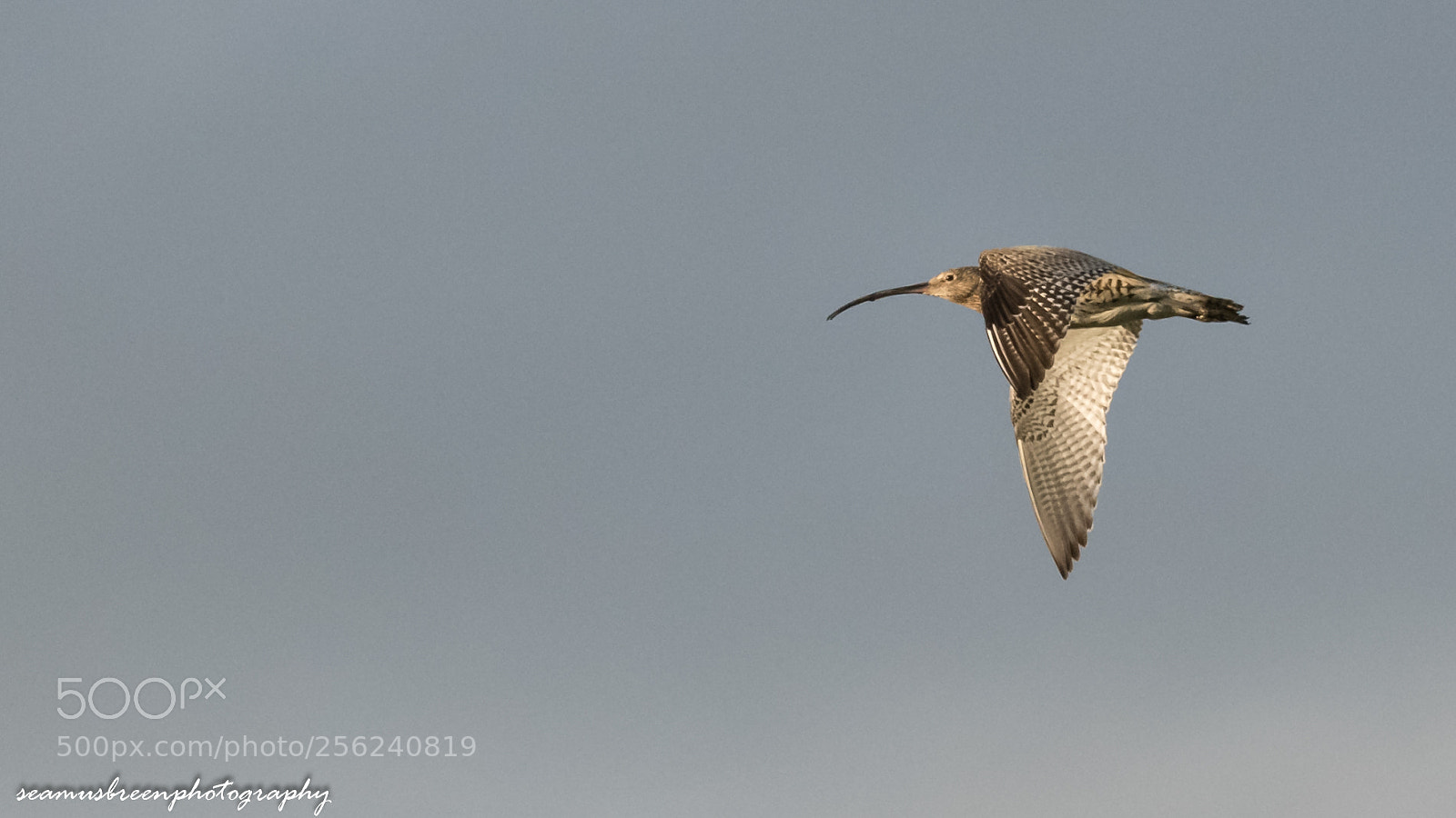 Nikon D850 sample photo. Curley flight photography