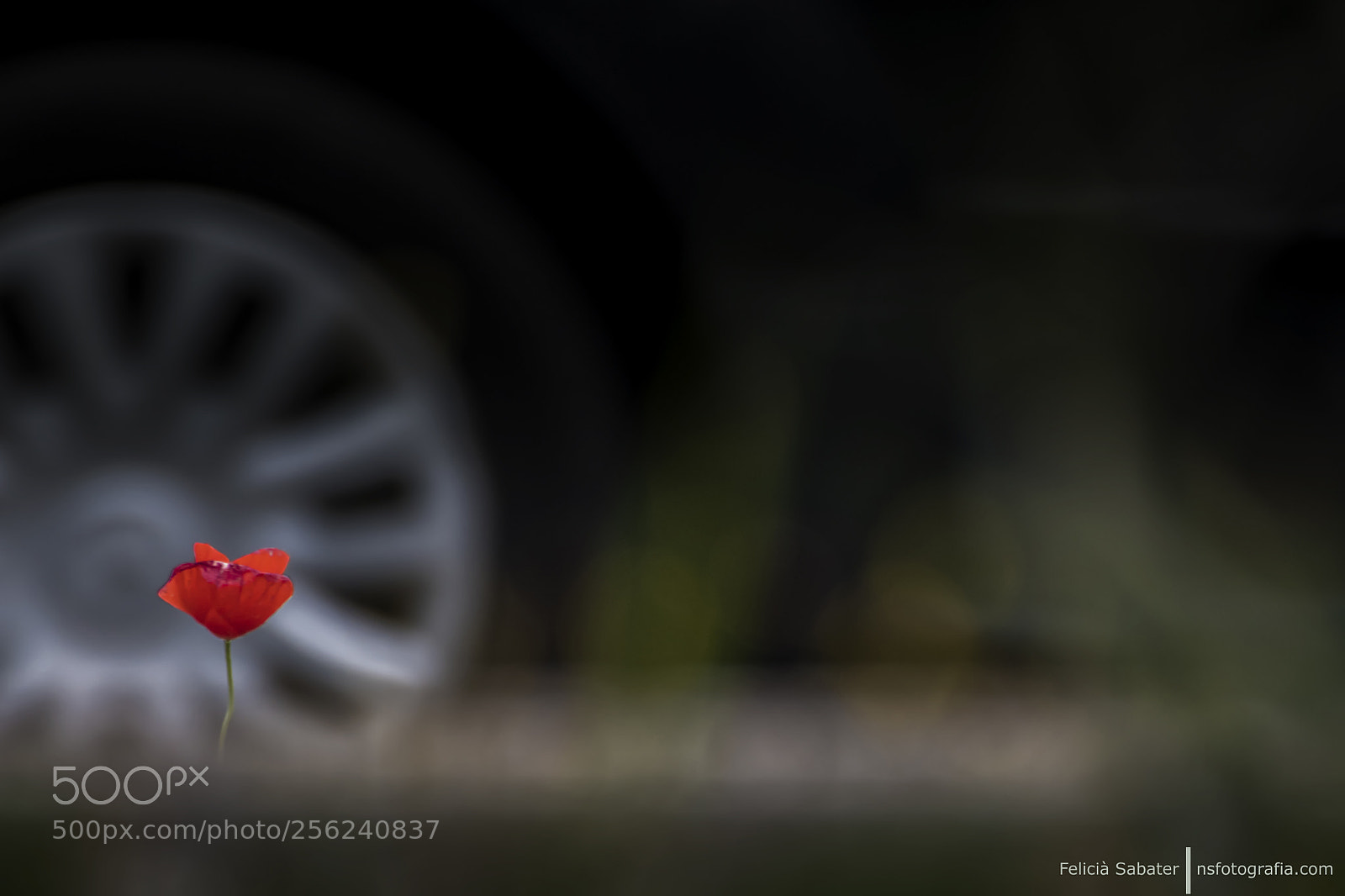 Nikon D850 sample photo. Rosella photography
