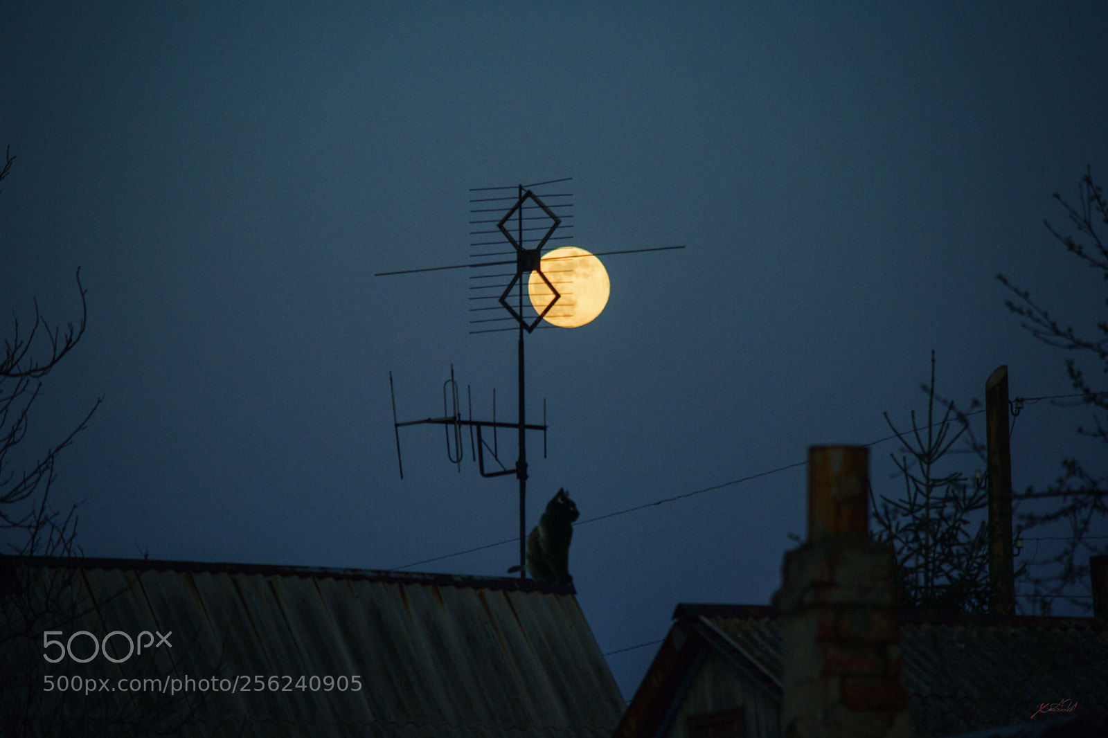 Nikon D3100 sample photo. как смарт объект photography