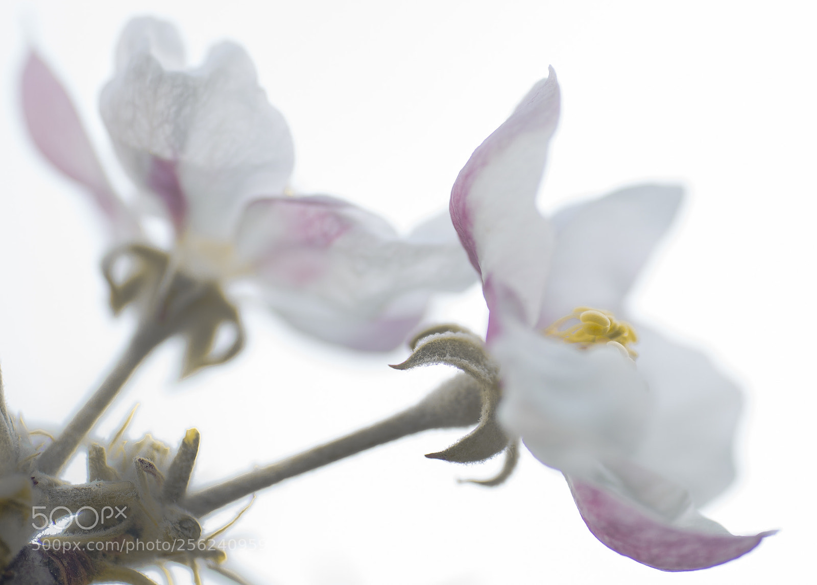 Canon EOS 6D sample photo. Spring time photography