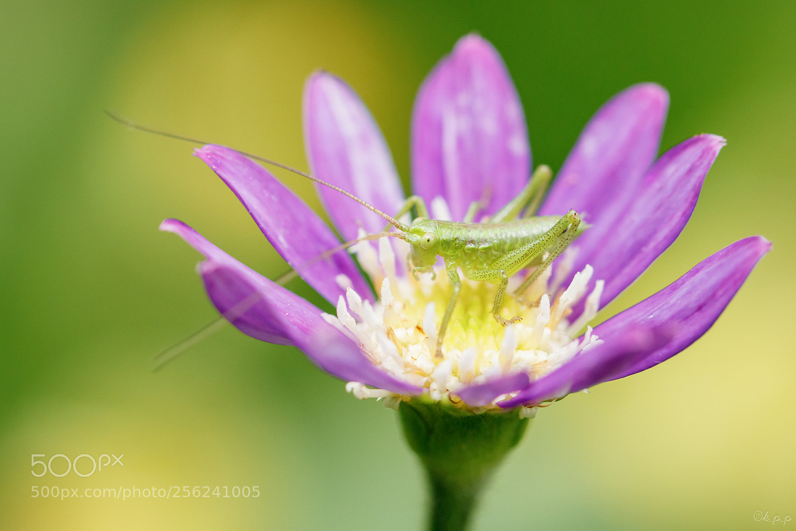 Canon EOS 80D sample photo. Flower bed photography