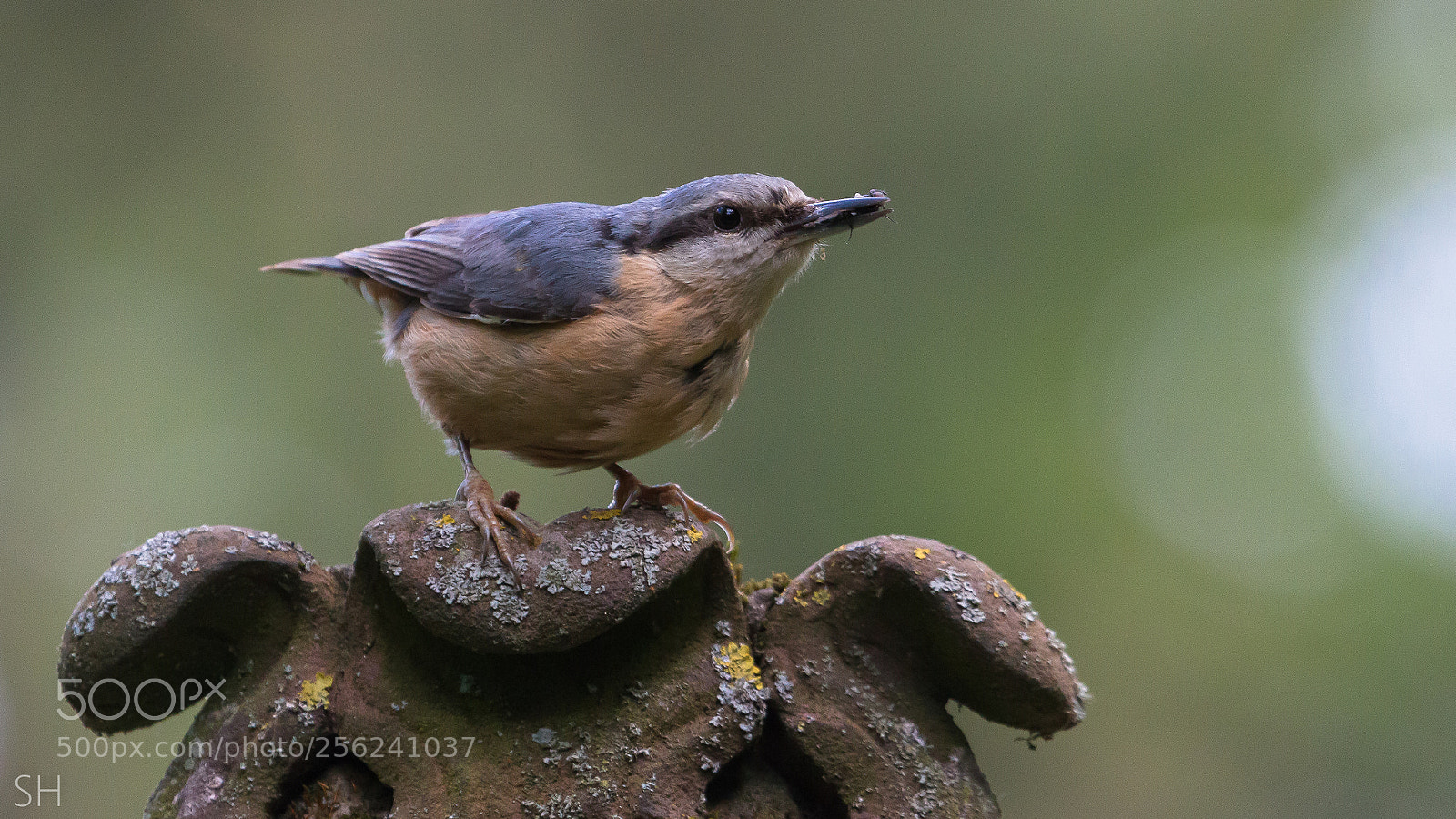Canon EOS 70D sample photo. Nuthatch photography