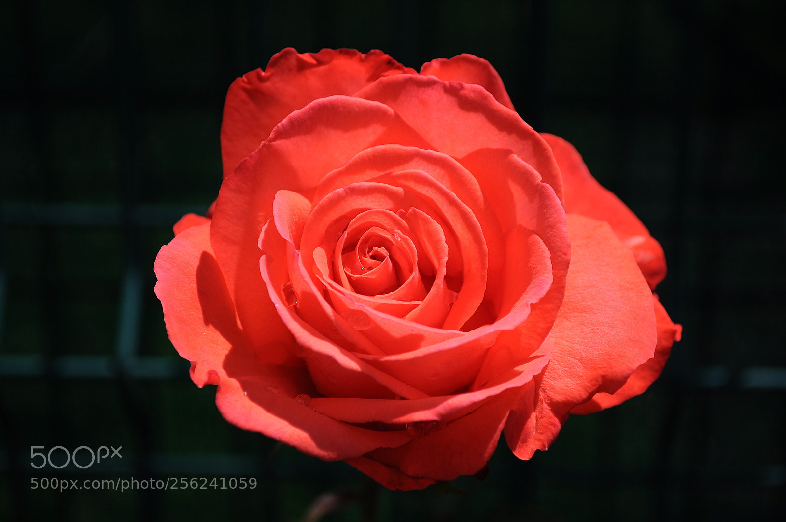 Nikon D5000 sample photo. Rosavermelha photography