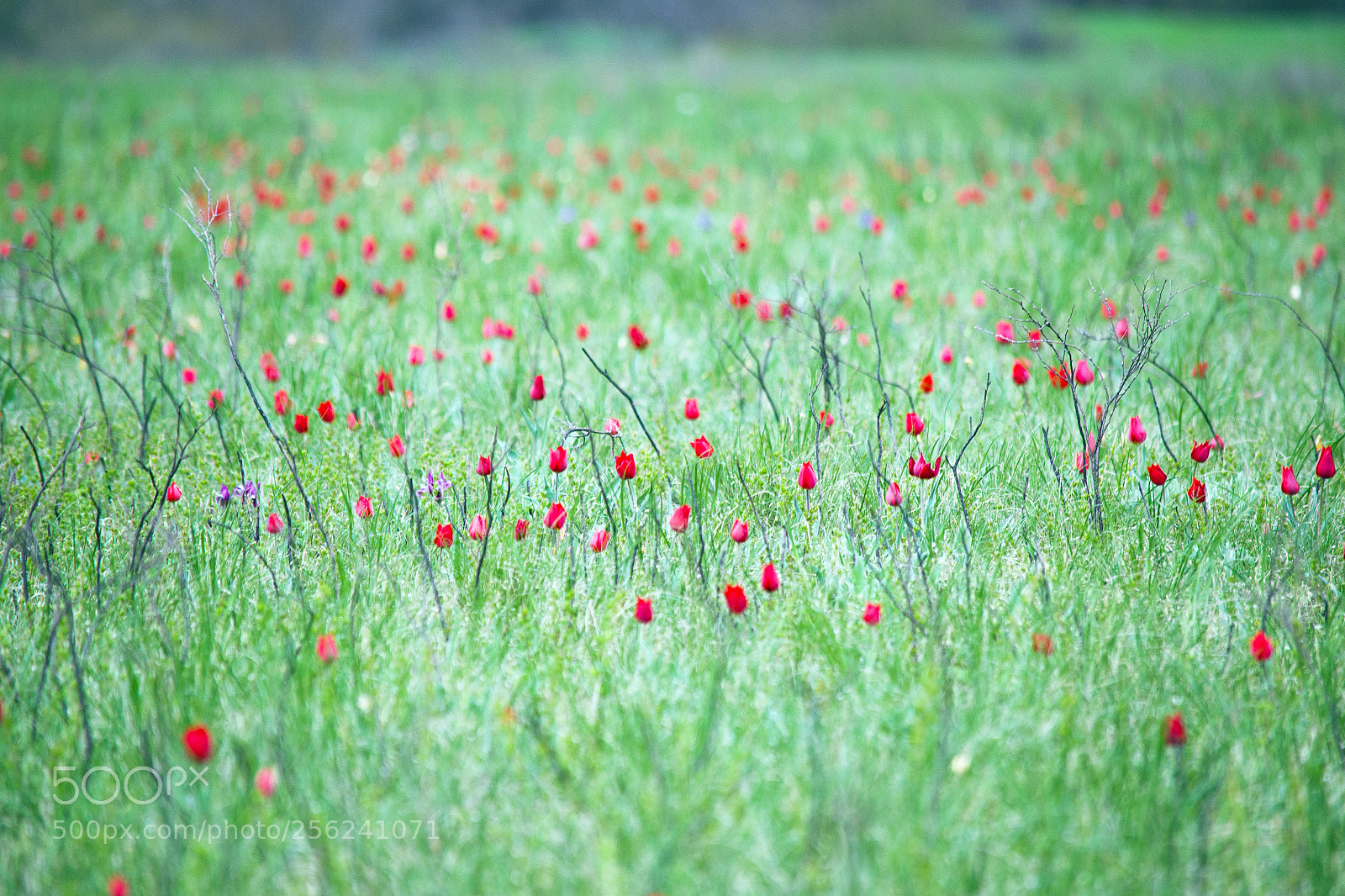 Nikon D3100 sample photo. как смарт объект photography