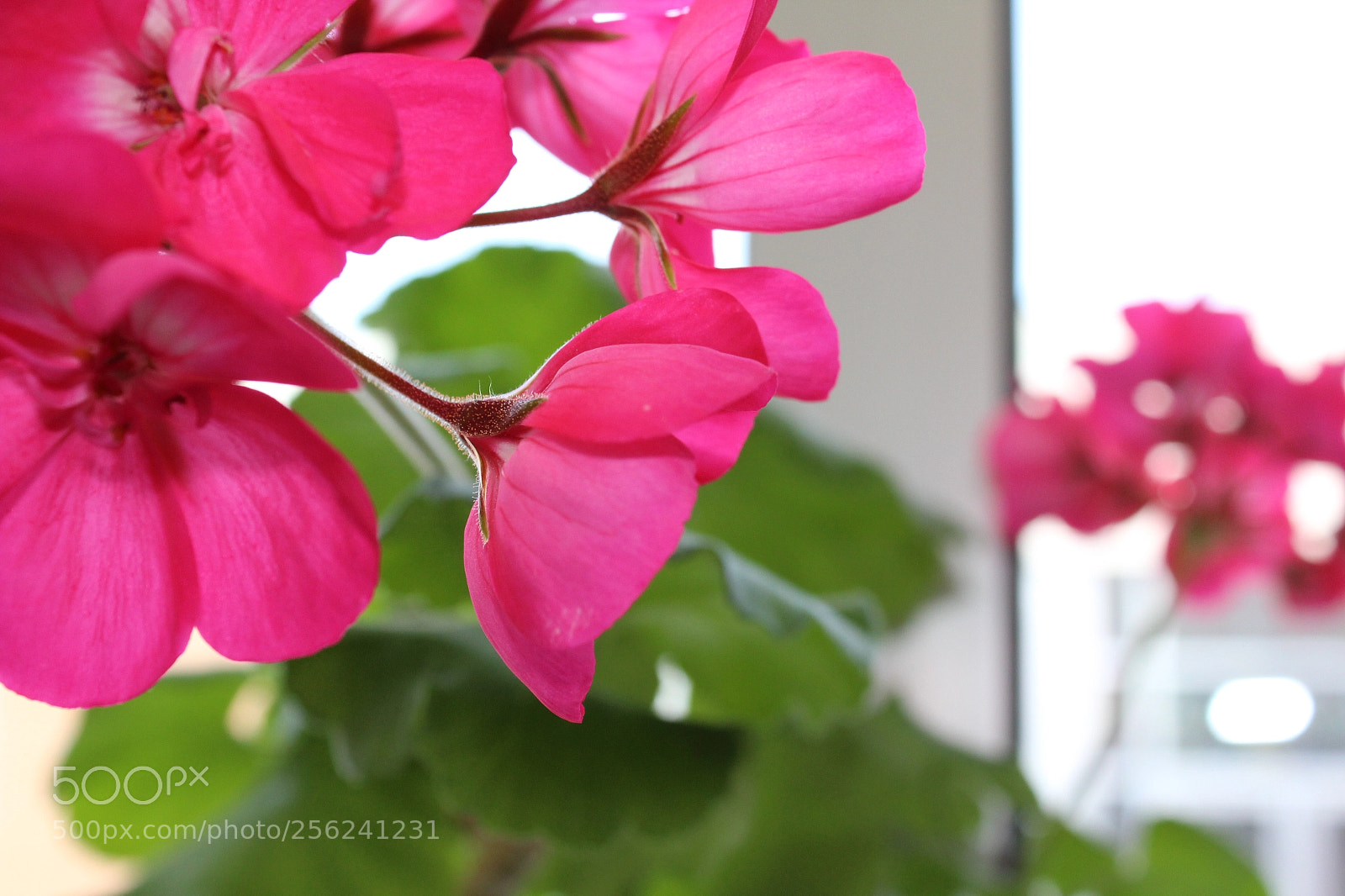 Canon EOS 1200D (EOS Rebel T5 / EOS Kiss X70 / EOS Hi) sample photo. In bloom photography