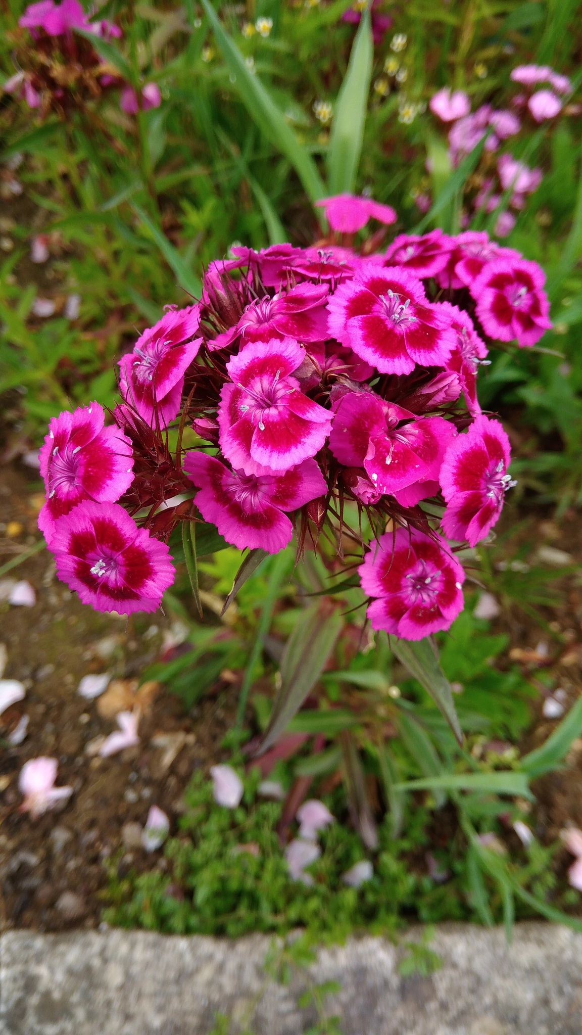 ASUS ZenFone 3 Max (ZC553KL) sample photo. Flowers photography
