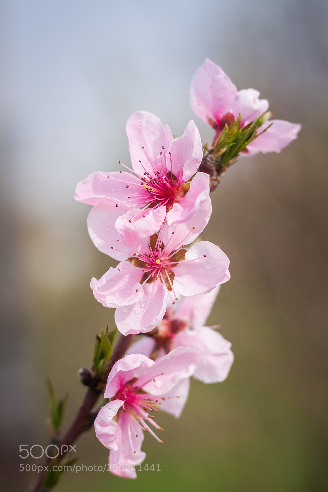 Canon EOS 50D sample photo. Blooming trees photography