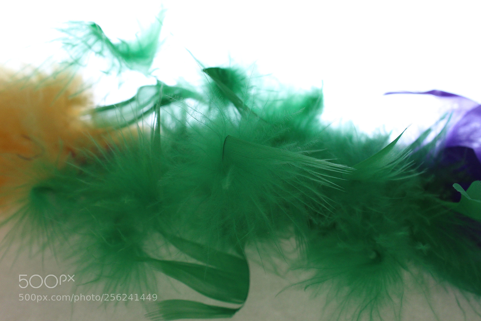 Canon EOS 1200D (EOS Rebel T5 / EOS Kiss X70 / EOS Hi) sample photo. Feathers (composition) photography