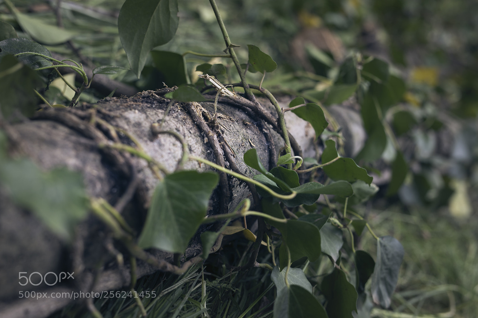 Canon EOS 5D Mark IV sample photo. Vines on a cut photography