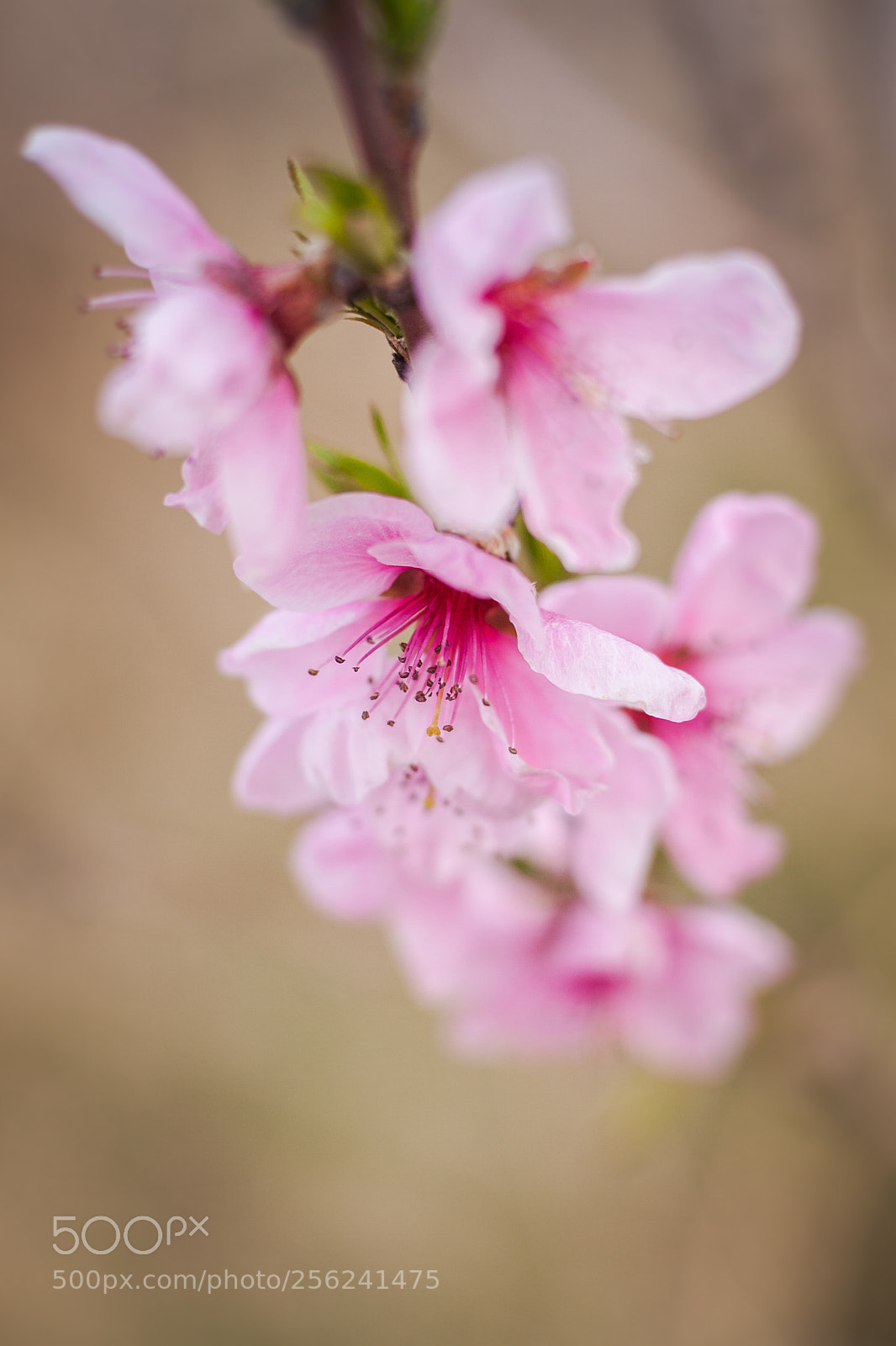 Canon EOS 50D sample photo. Blooming trees photography