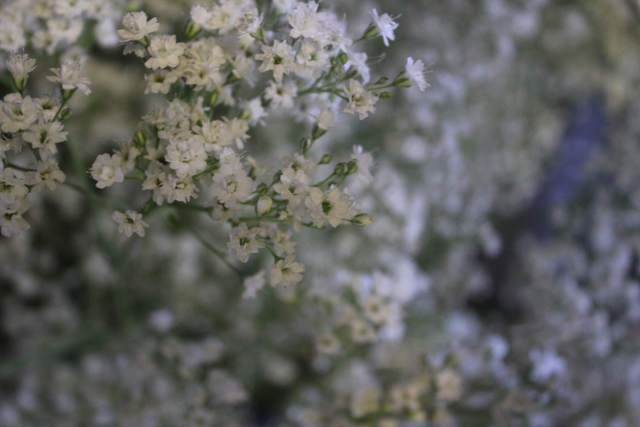 Canon EF-S 18-55mm F3.5-5.6 IS sample photo. Mode dial photography
