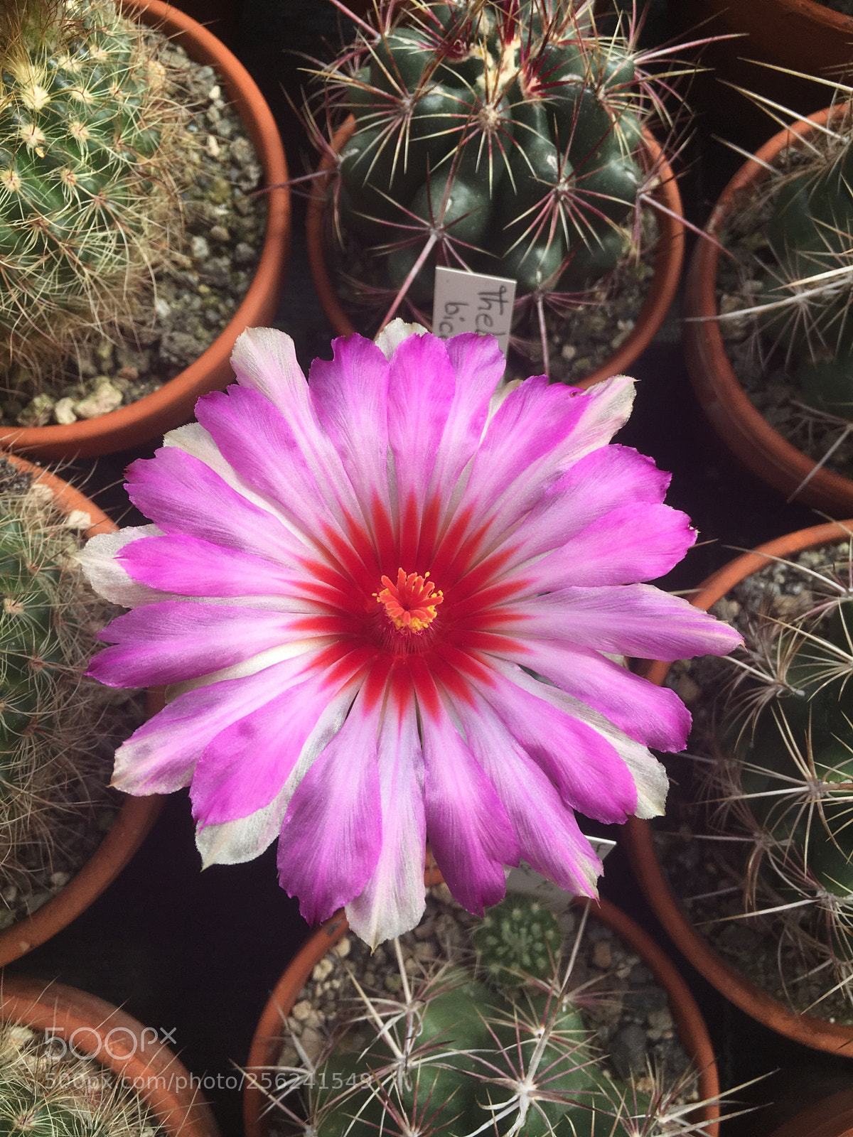 Apple iPhone 6s sample photo. Cactus photography