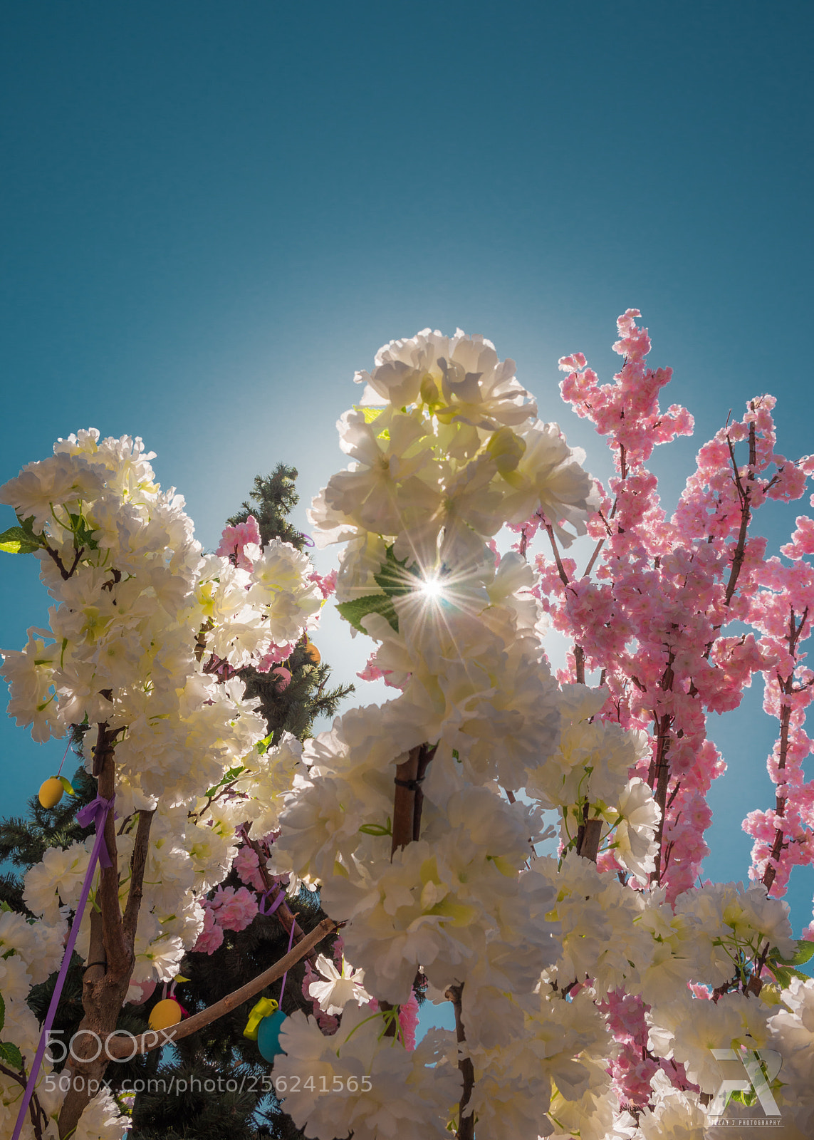 Nikon D7200 sample photo. Spring sunshine photography