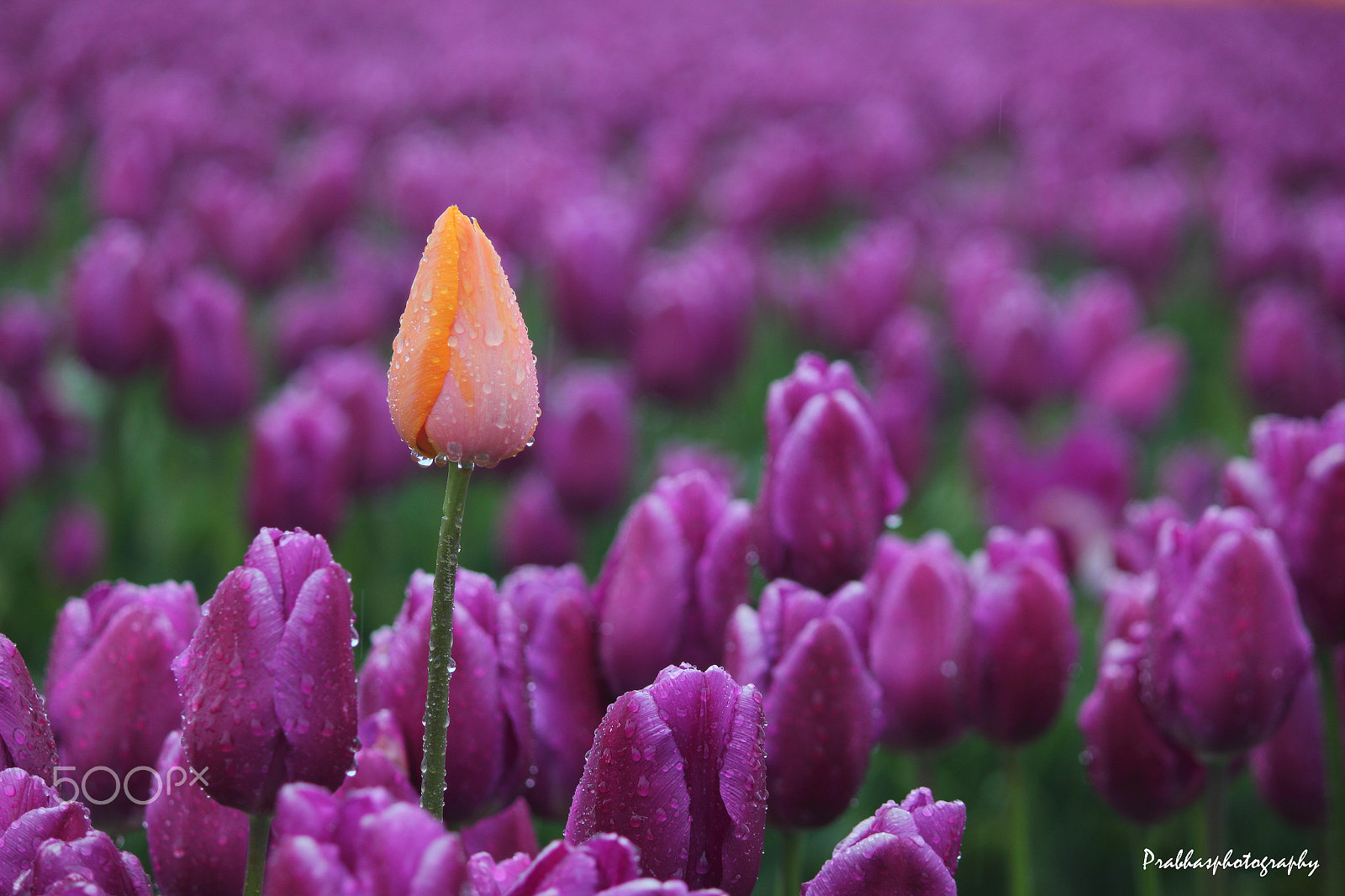 Canon EOS 550D (EOS Rebel T2i / EOS Kiss X4) sample photo. Tulip bud and the dews! photography