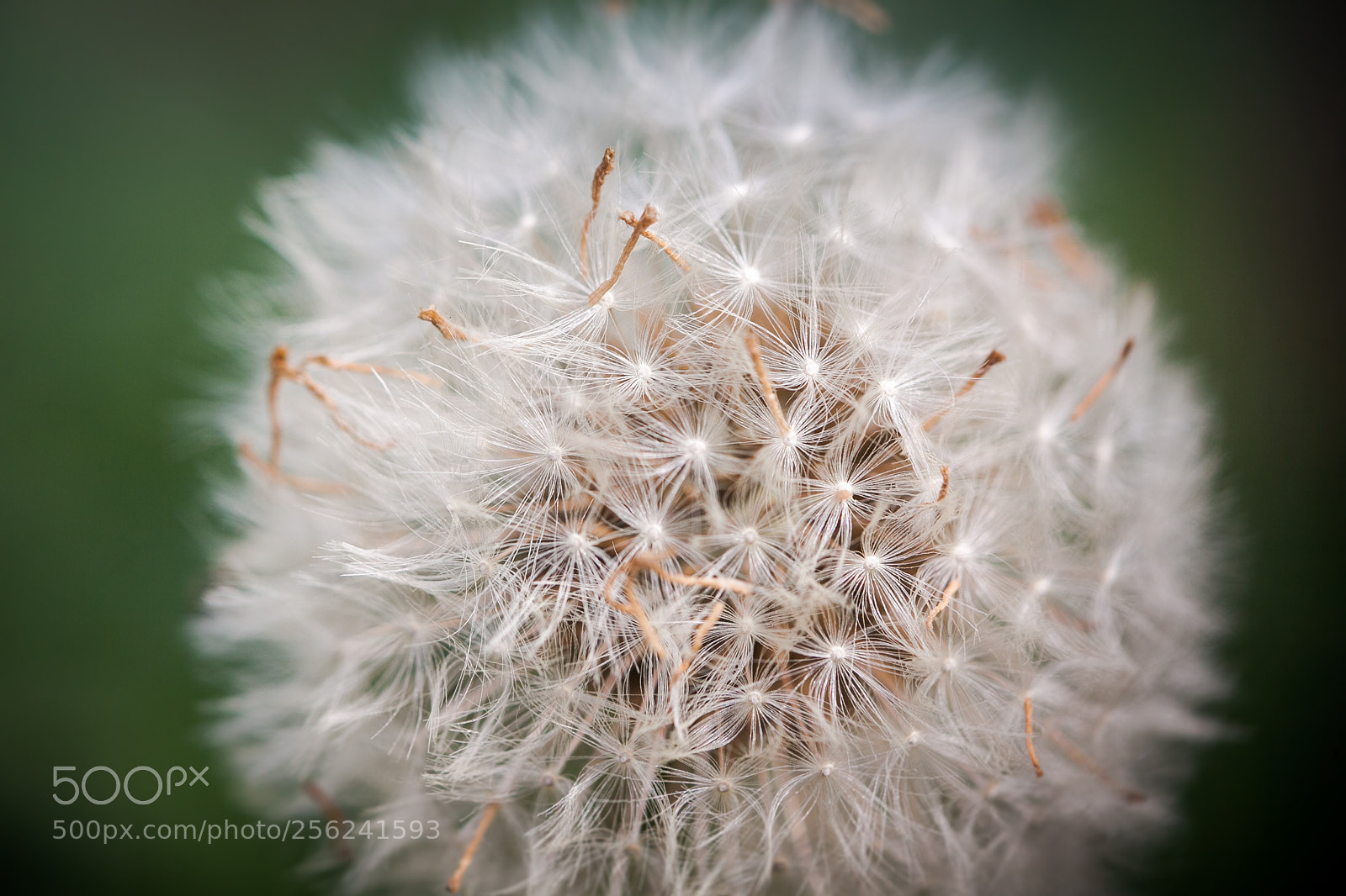 Canon EOS 50D sample photo. Dandelion [macro] photography