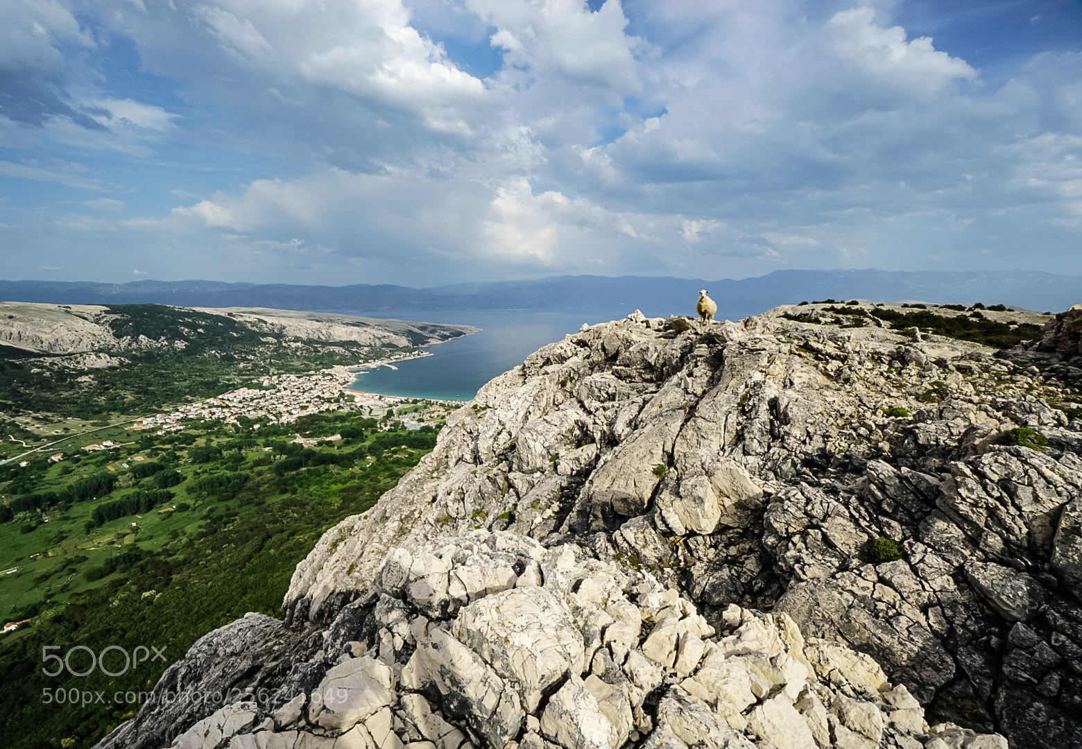 Sony a6000 sample photo. Mountain sheep photography