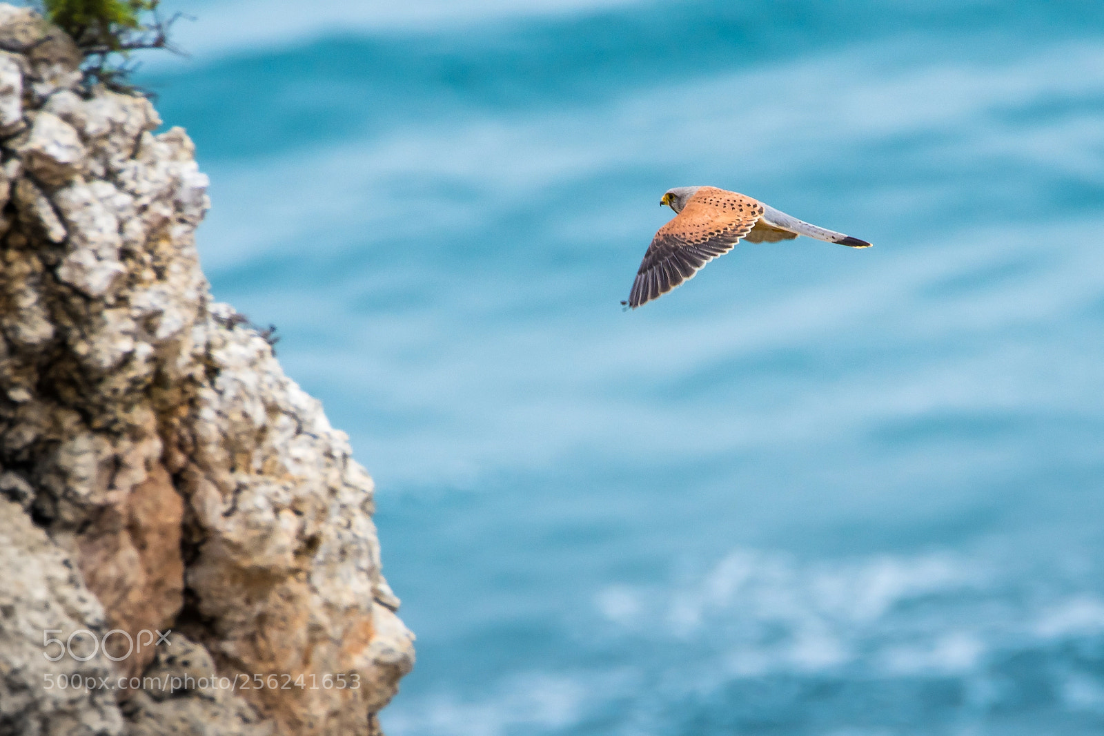 Nikon D500 sample photo. Hunting photography