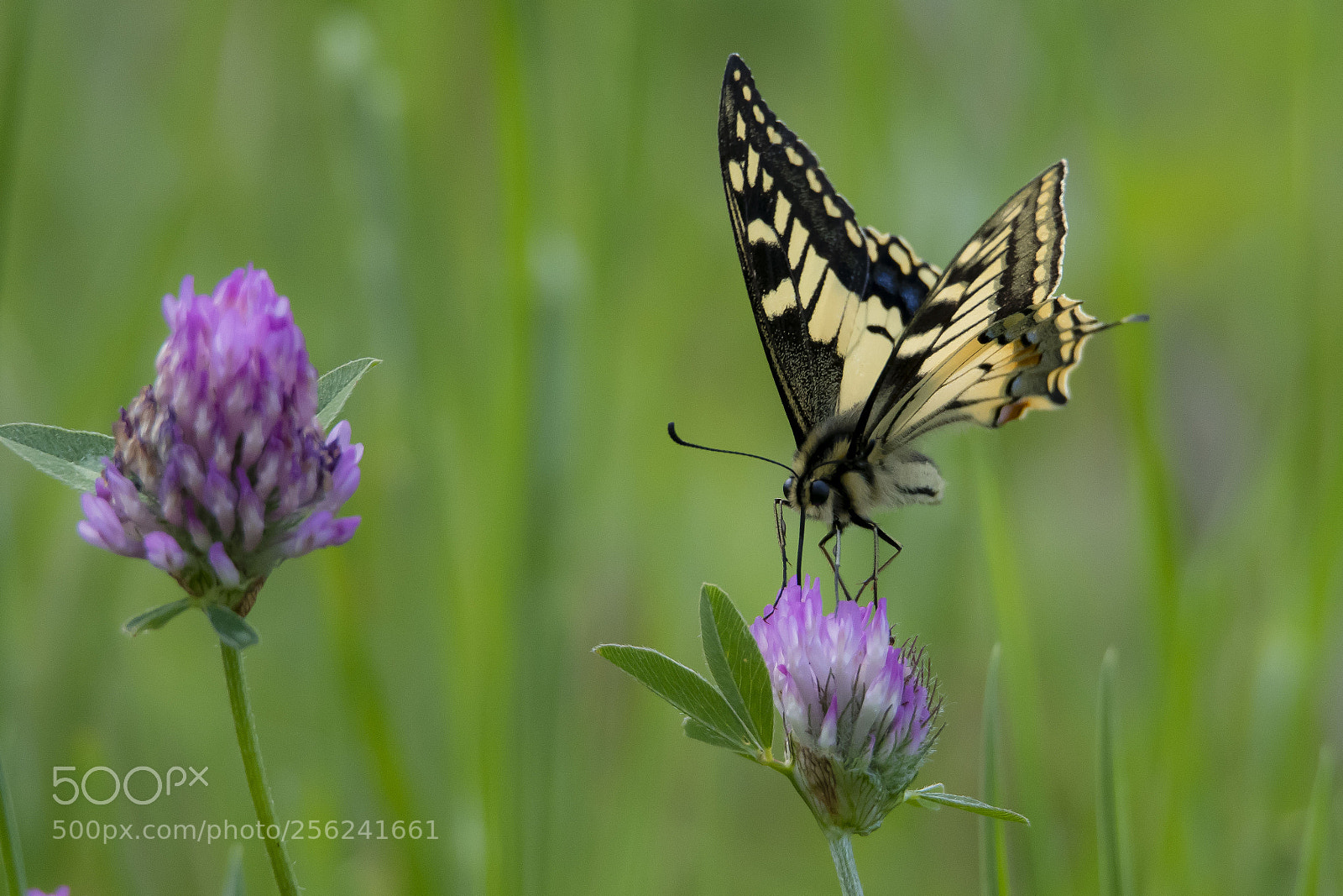 Nikon D7500 sample photo. Senza titolo photography