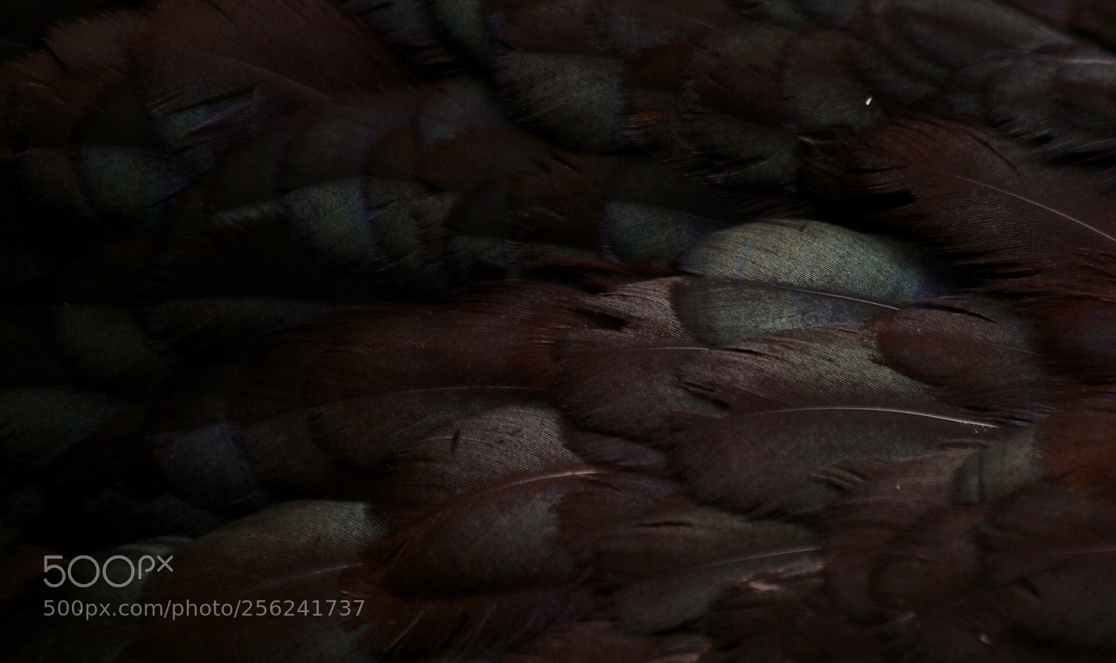 Canon EOS 70D sample photo. Feathers photography