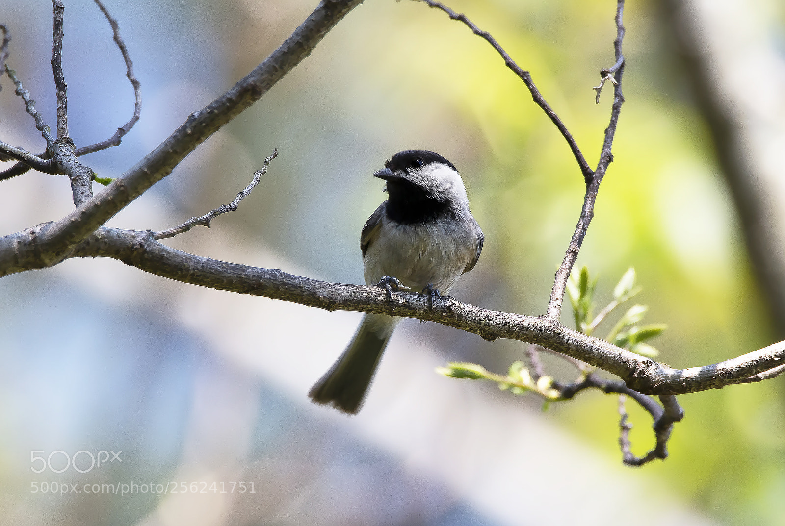 Canon EOS 70D sample photo. Black-capped chickadee photography
