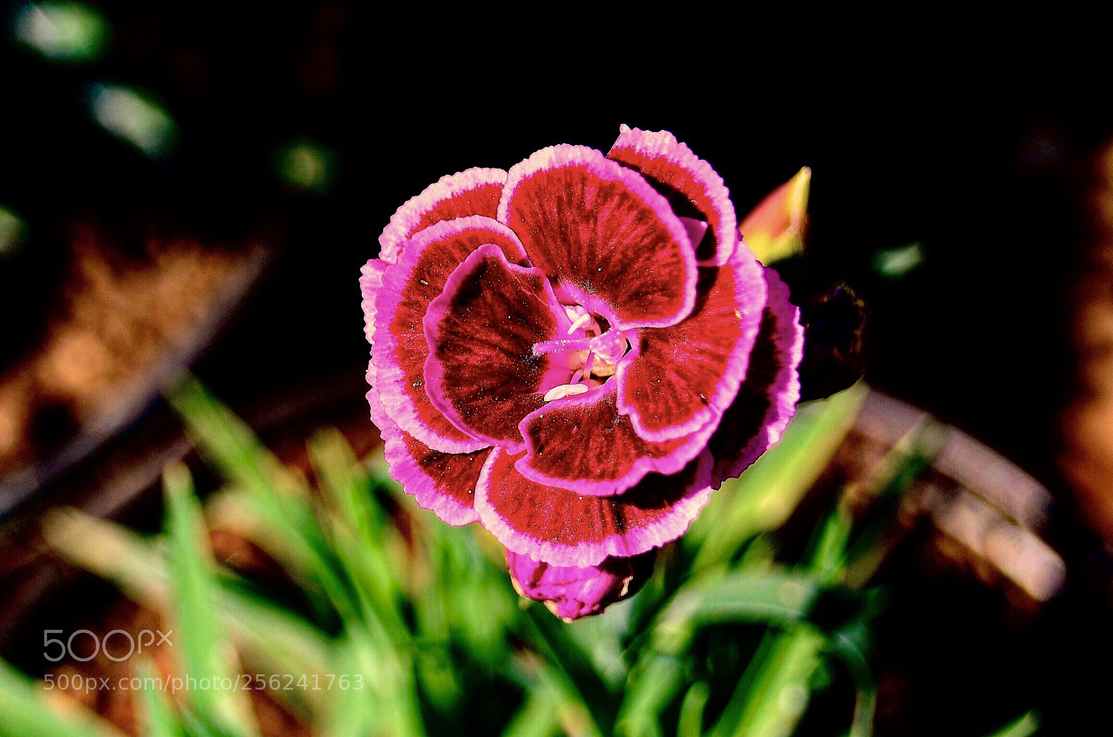 Nikon D7000 sample photo. Sevgİ-love photography