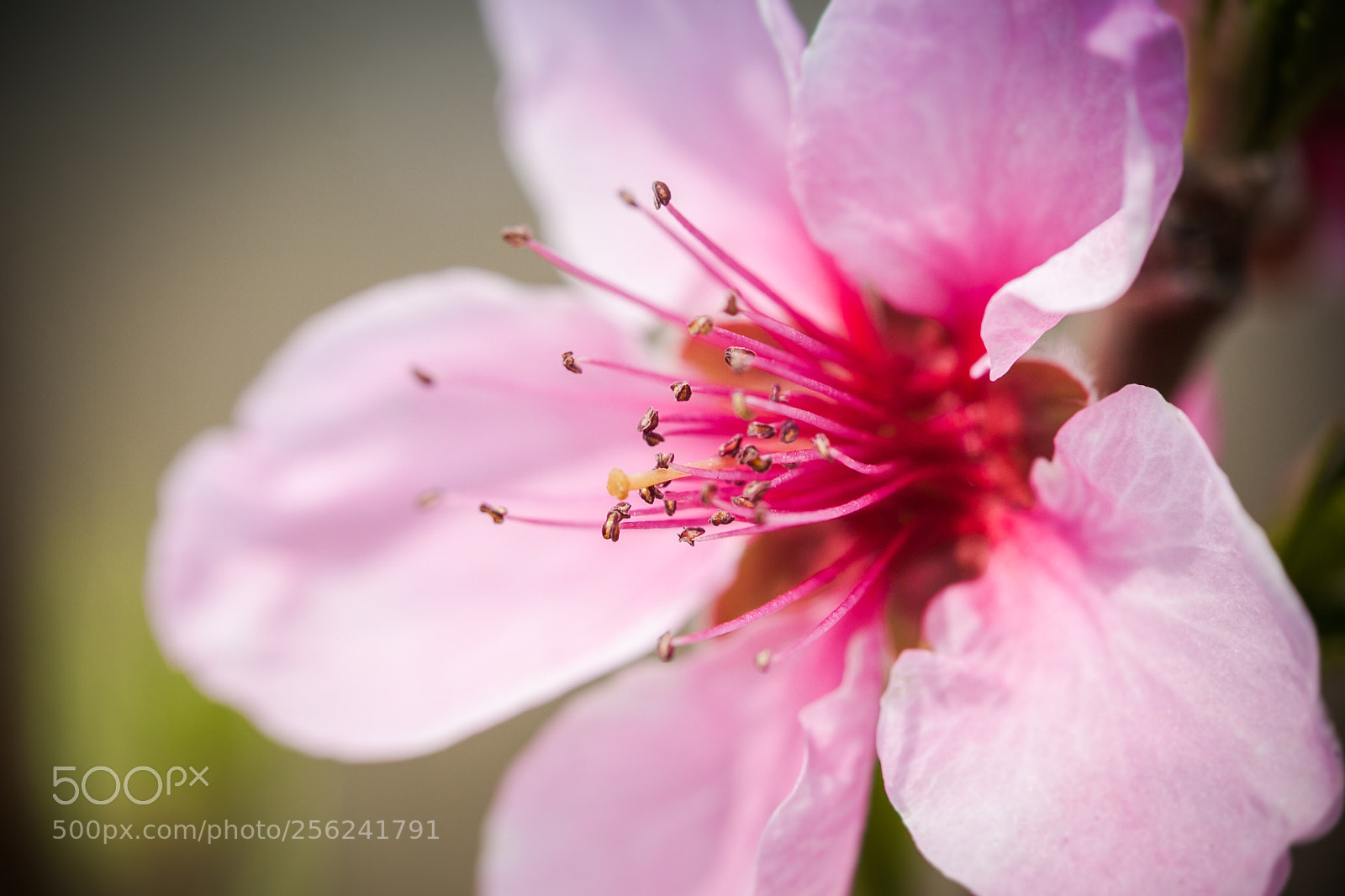 Canon EOS 50D sample photo. Blooming trees [macro] photography