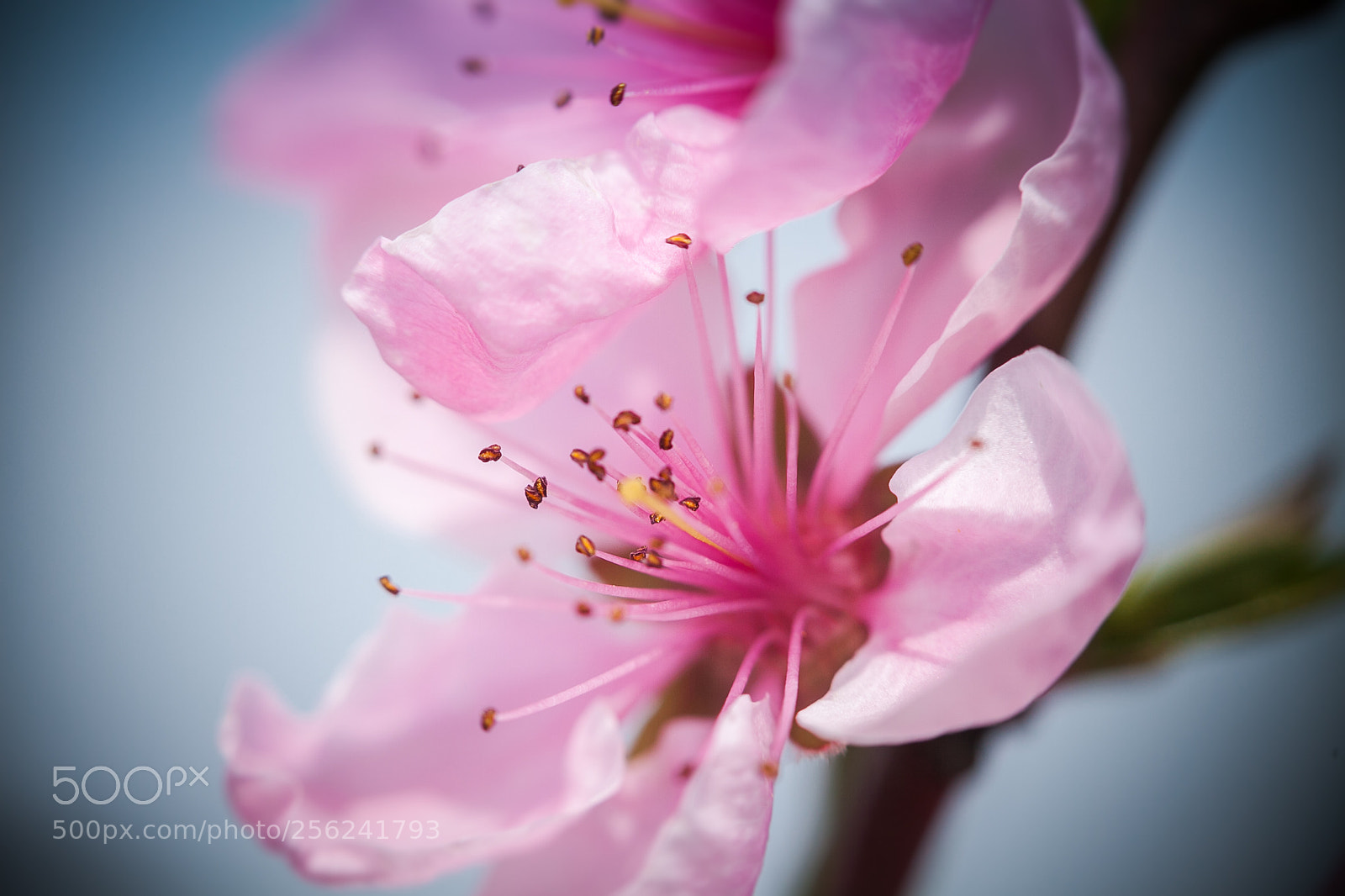 Canon EOS 50D sample photo. Blooming trees [macro] photography