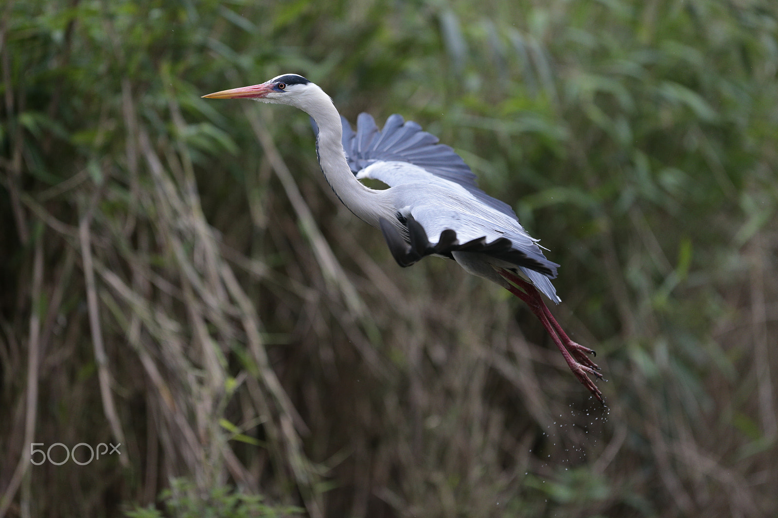 Canon EF 300mm F2.8L IS USM sample photo